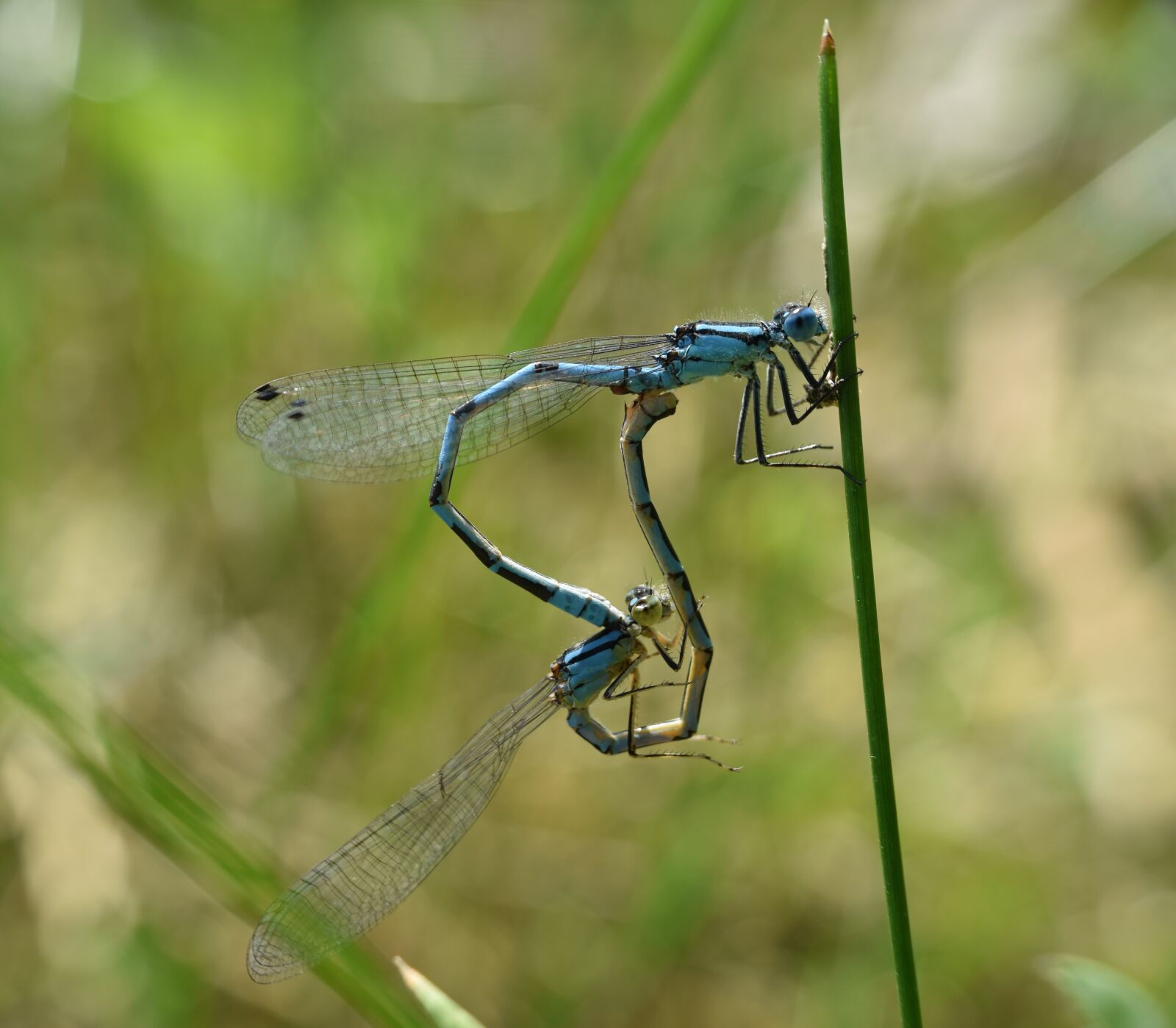 Nikon D5300 sample photo. Dragonflies, pairing, macro photography