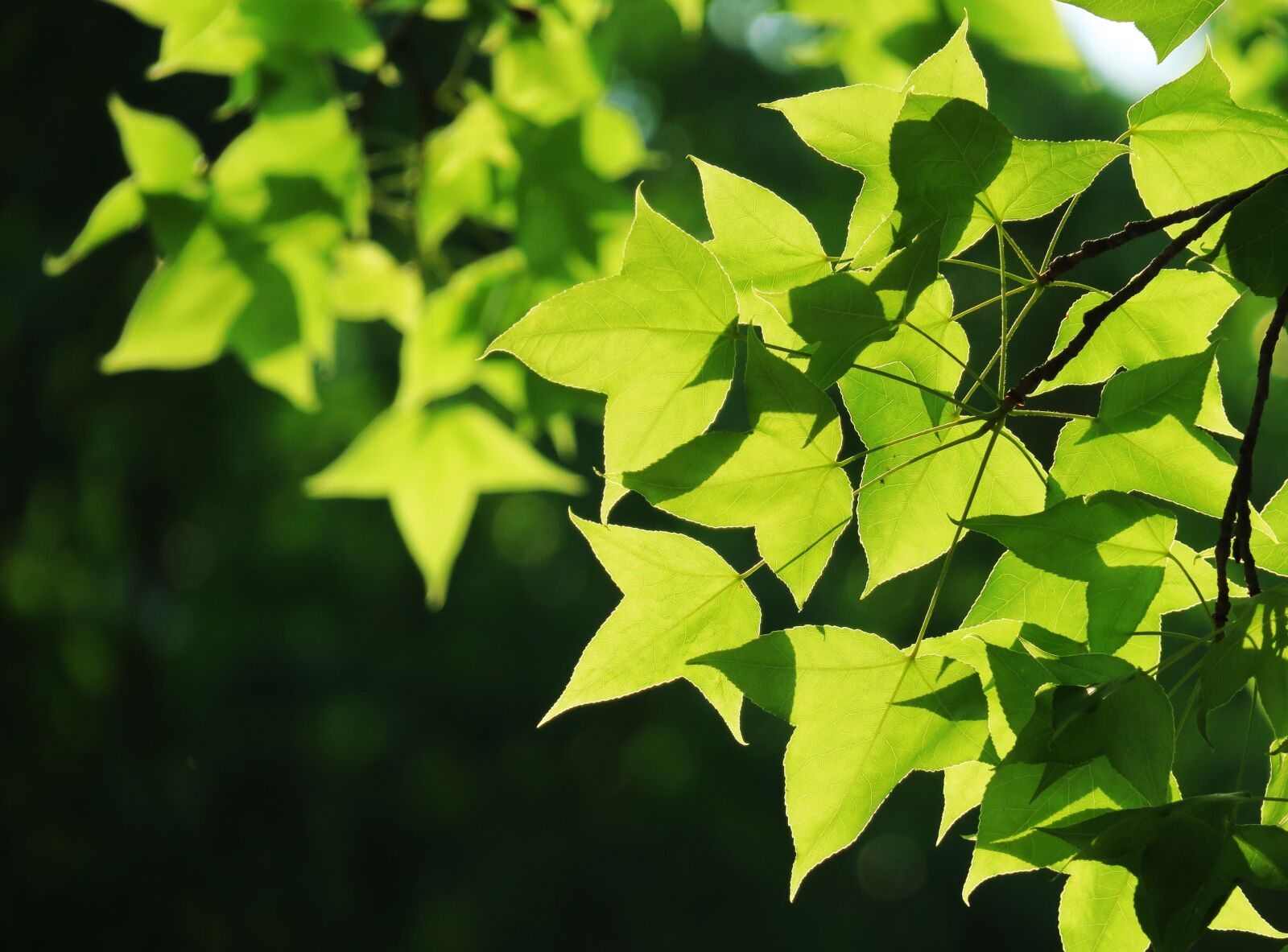 Canon PowerShot G3 X sample photo. Leaf, nature, plant photography