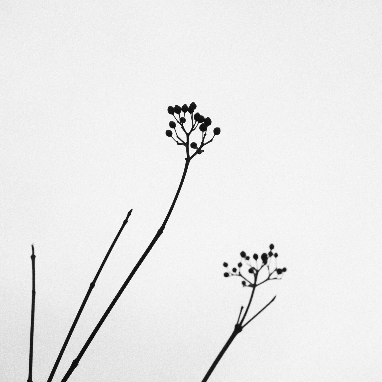 Canon EOS 50D sample photo. Nature, plant, minimalistic photography