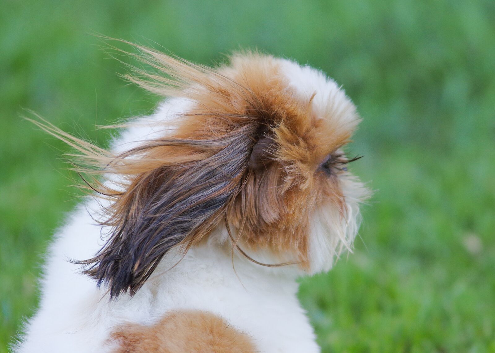 Pentax K-3 sample photo. Eyelashes, dog, puppy photography