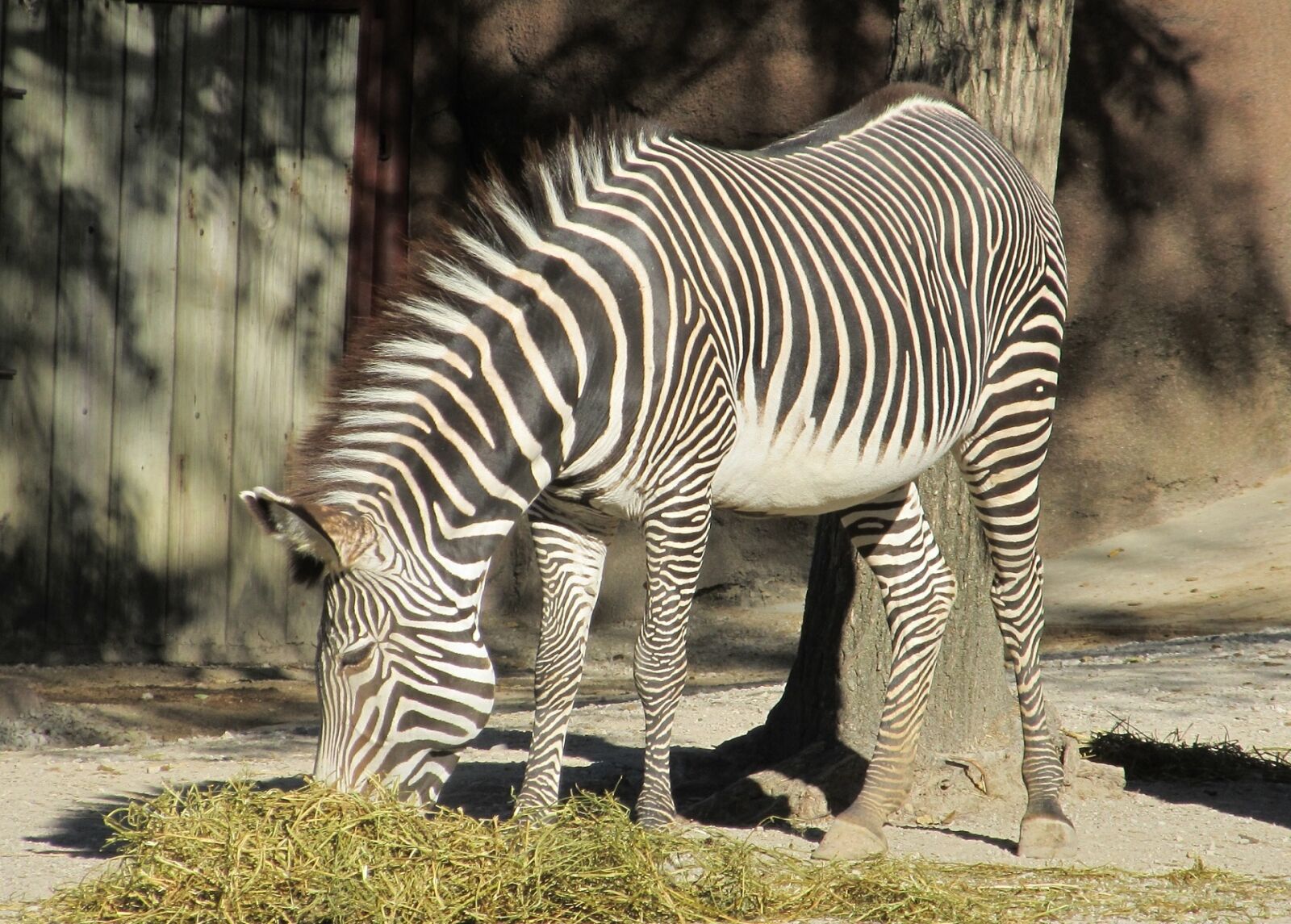 Canon PowerShot SX130 IS sample photo. Zebra, zoo, nature photography