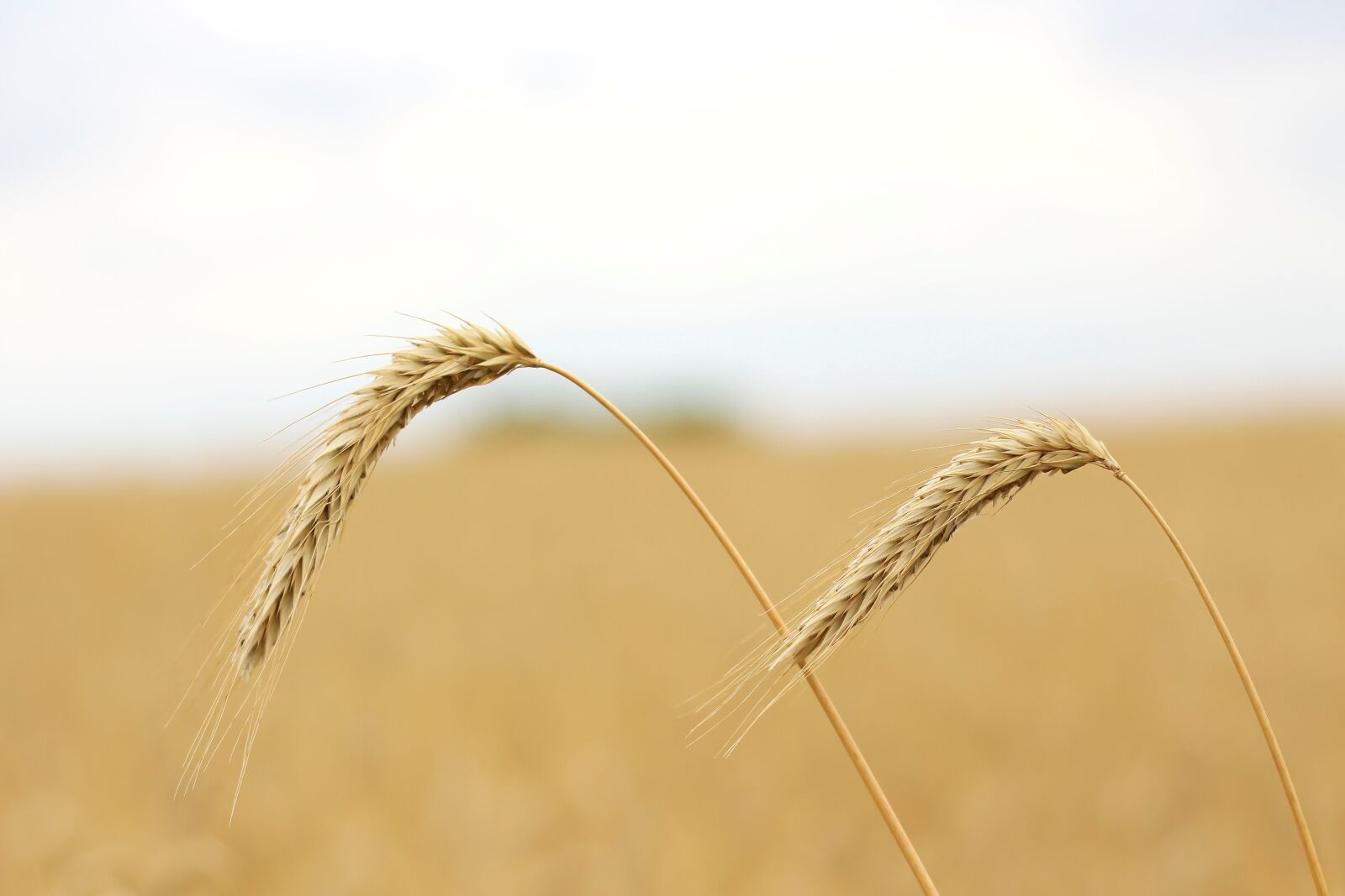 Canon EOS 700D (EOS Rebel T5i / EOS Kiss X7i) sample photo. Grain, cornfield, plant photography