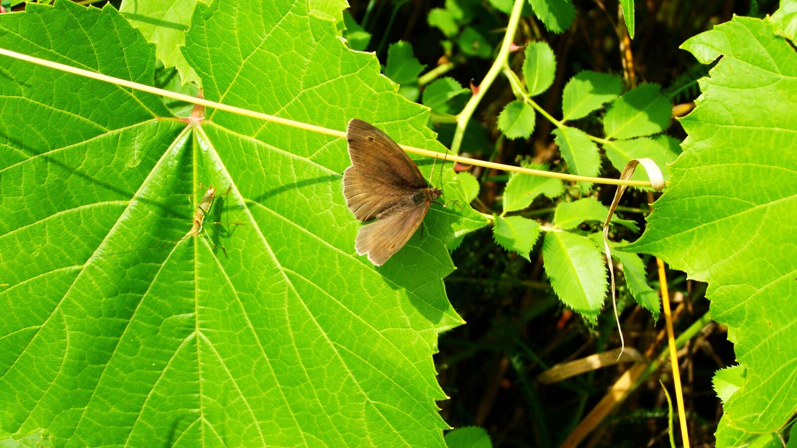 Kodak EASYSHARE ZD710 ZOOM DIGITAL CAMERA sample photo. Butterfly, brown, insect photography