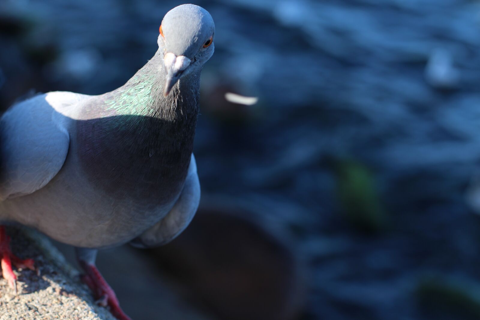 Canon EOS 700D (EOS Rebel T5i / EOS Kiss X7i) + Canon EF 50mm F1.4 USM sample photo. Water, birds, pigeons photography