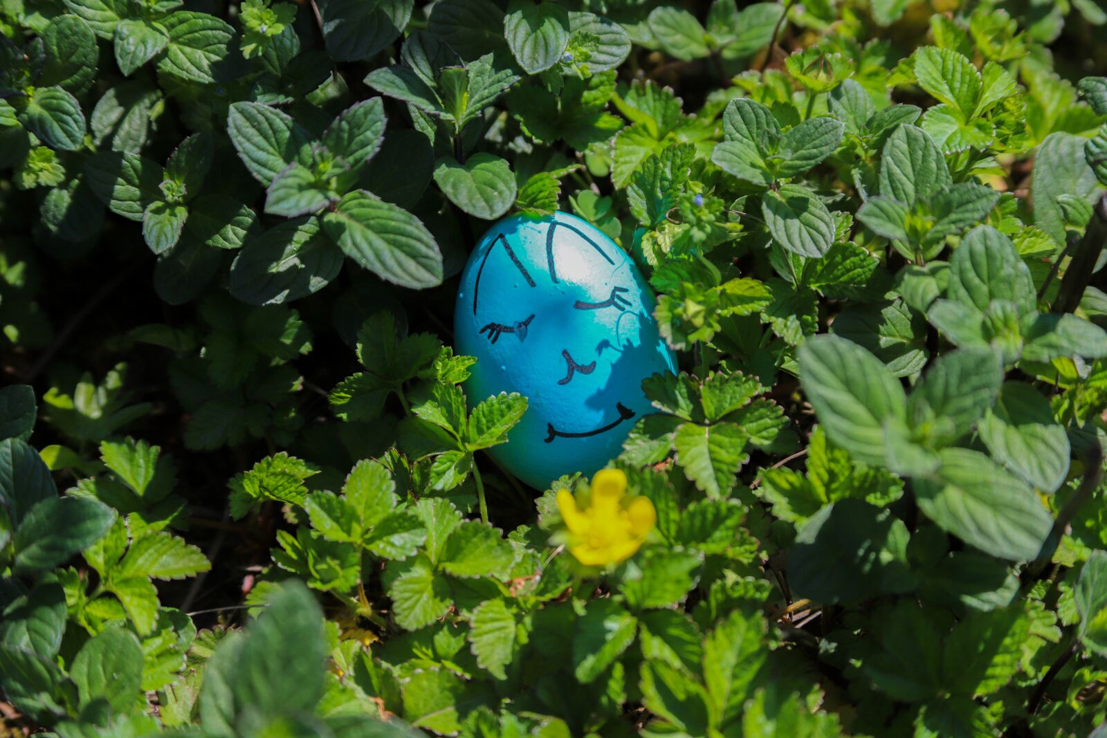 Canon EOS 6D Mark II + Canon EF 28-135mm F3.5-5.6 IS USM sample photo. Egg, easter, happy photography
