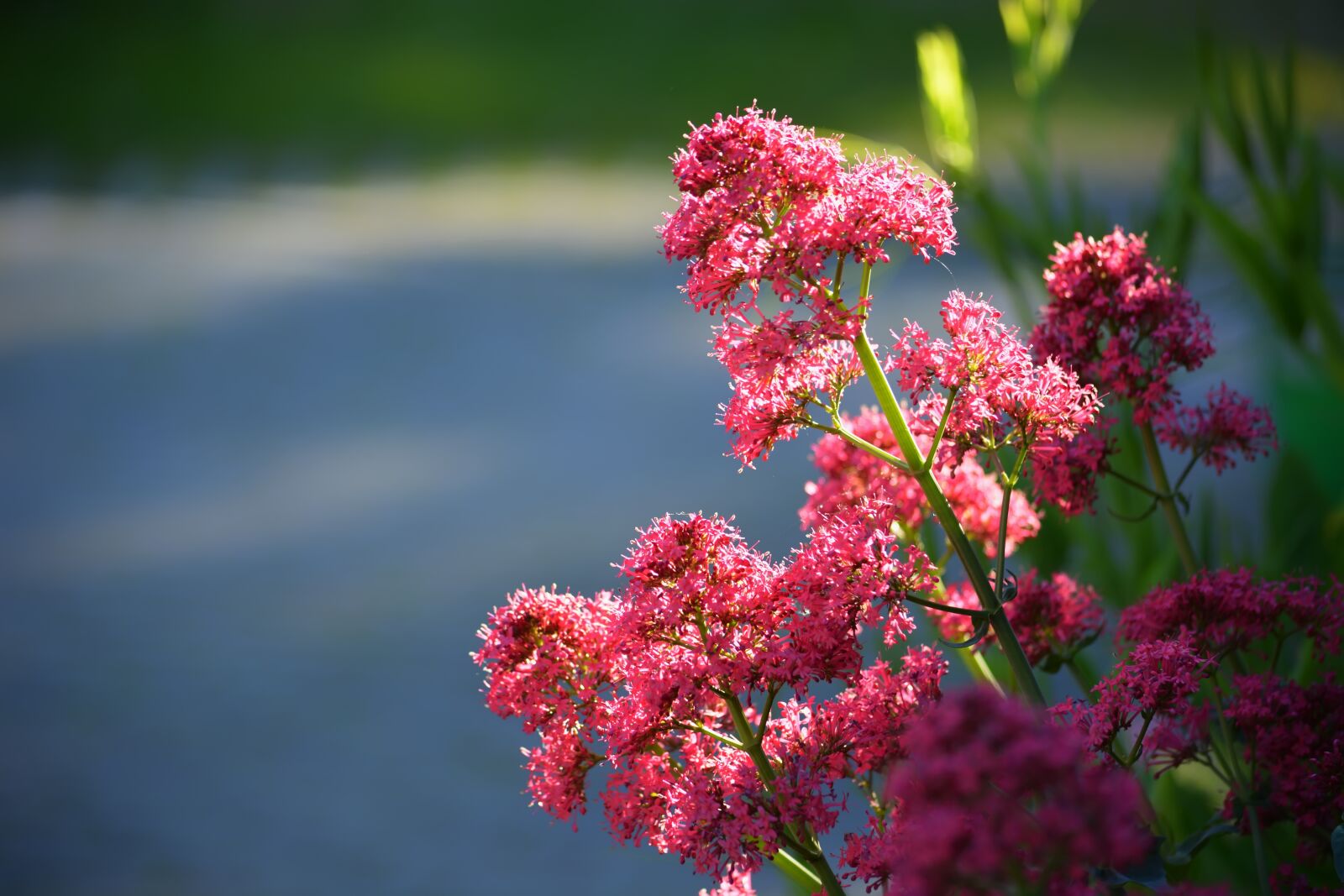 Nikon D5200 sample photo. Flowers, summer, spring photography