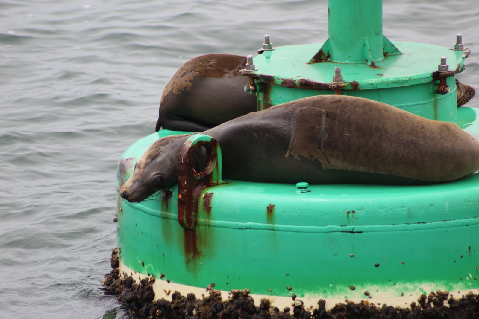 Canon EF 75-300mm f/4-5.6 sample photo. Sea lion, san pedro photography