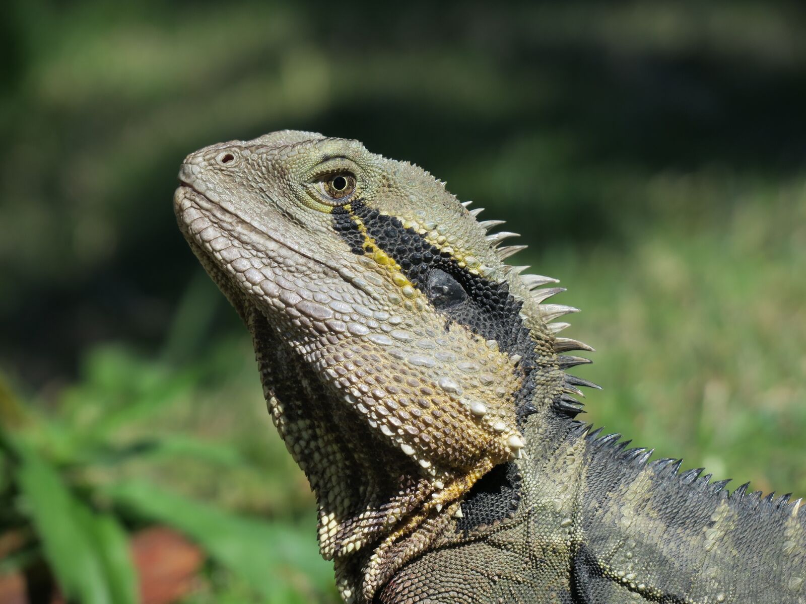 Canon PowerShot G3 X sample photo. Animal, wildlife, iquana photography