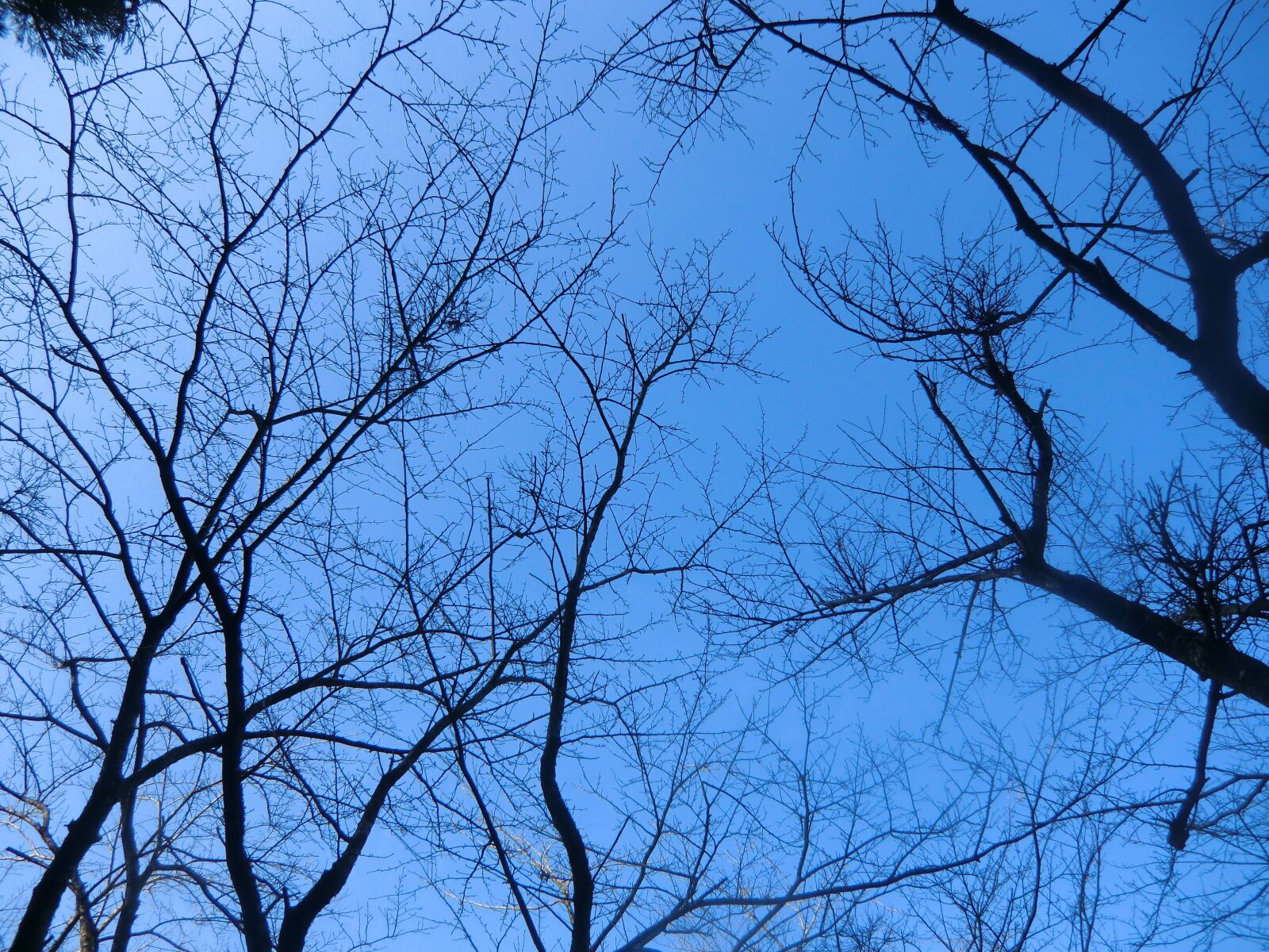 CASIO EX-H15 sample photo. Landscape, sky, tree photography