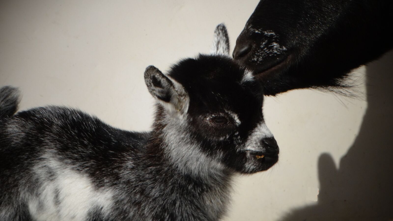 Sony Cyber-shot DSC-HX300 sample photo. Goat, kid, mother photography