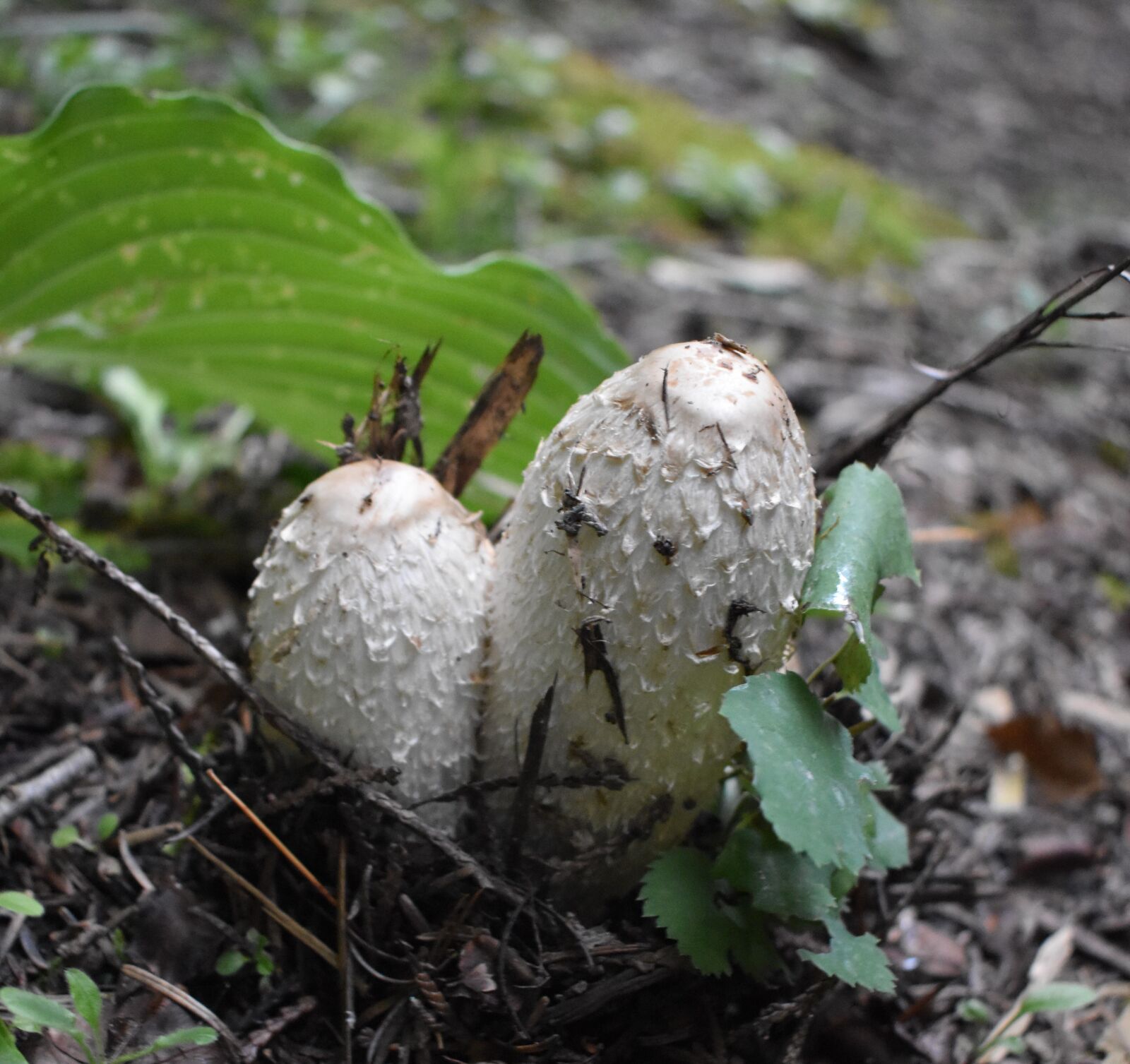 Nikon D3500 sample photo. Mushroom, ink cap, coprinopsis photography