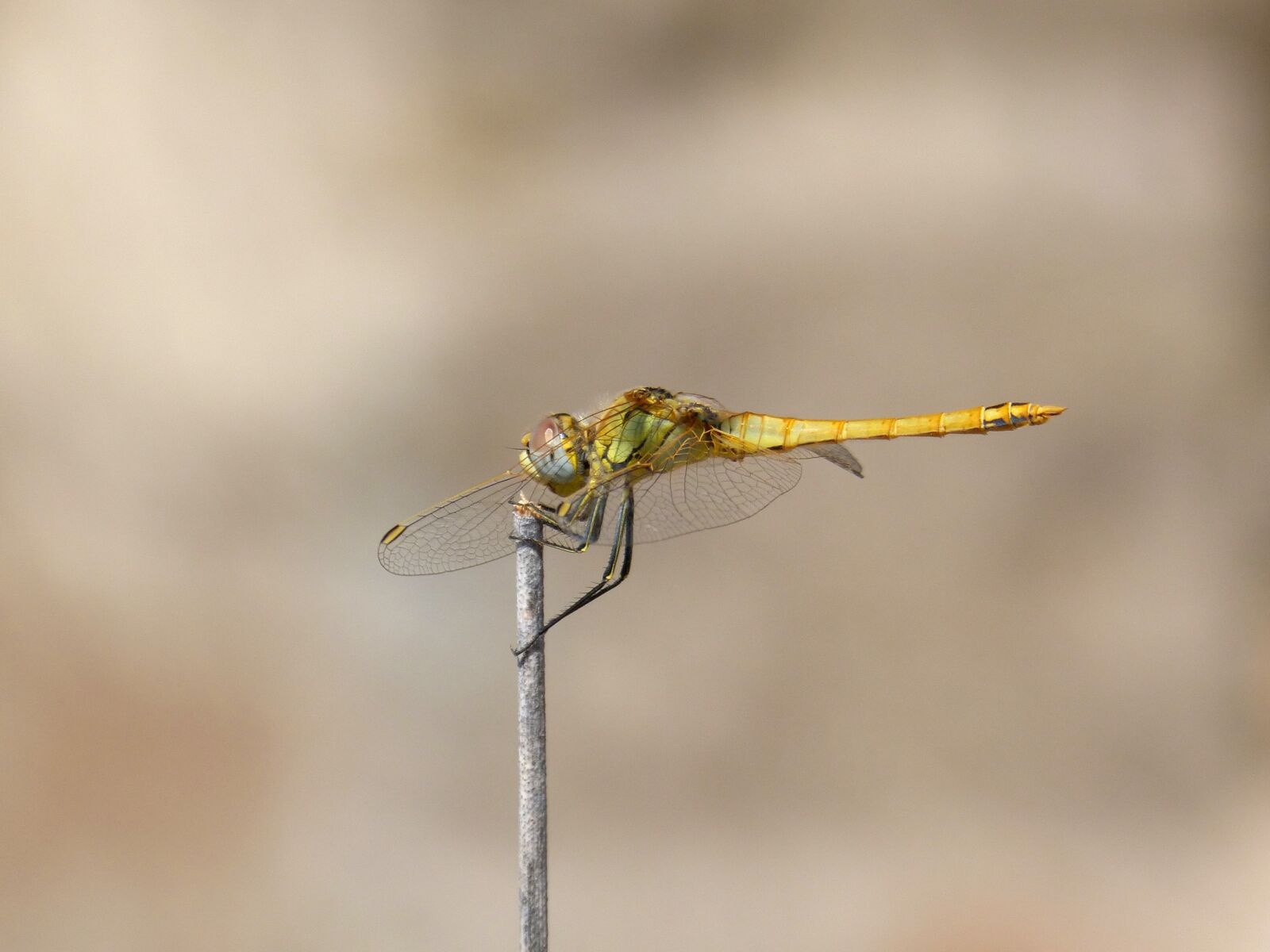 Panasonic DMC-FZ62 sample photo. Dragonfly, insect, wings photography