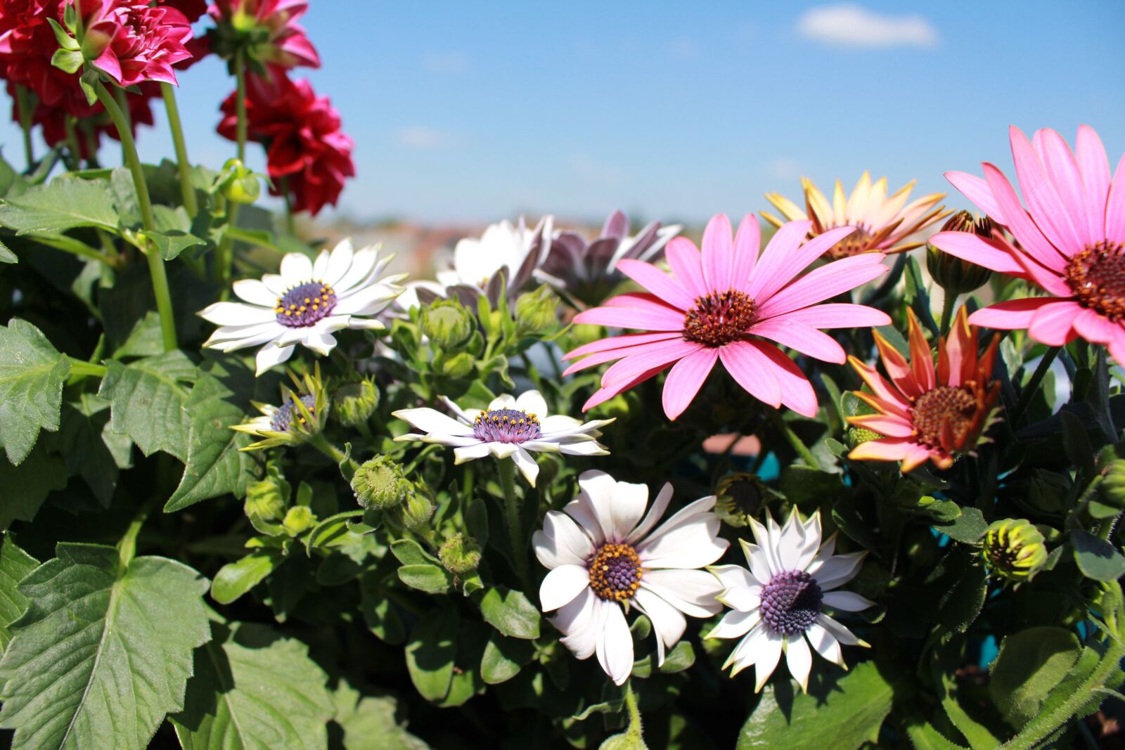 Canon EOS 700D (EOS Rebel T5i / EOS Kiss X7i) sample photo. Flowers, spring, dahlia photography