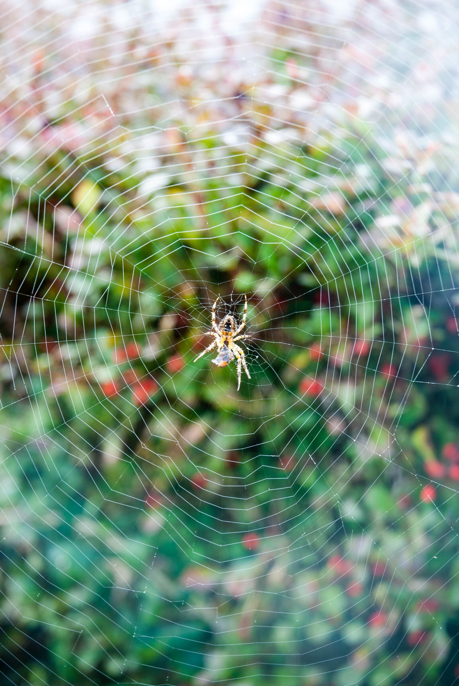 Nikon D80 sample photo. Spider, canvas, prey photography