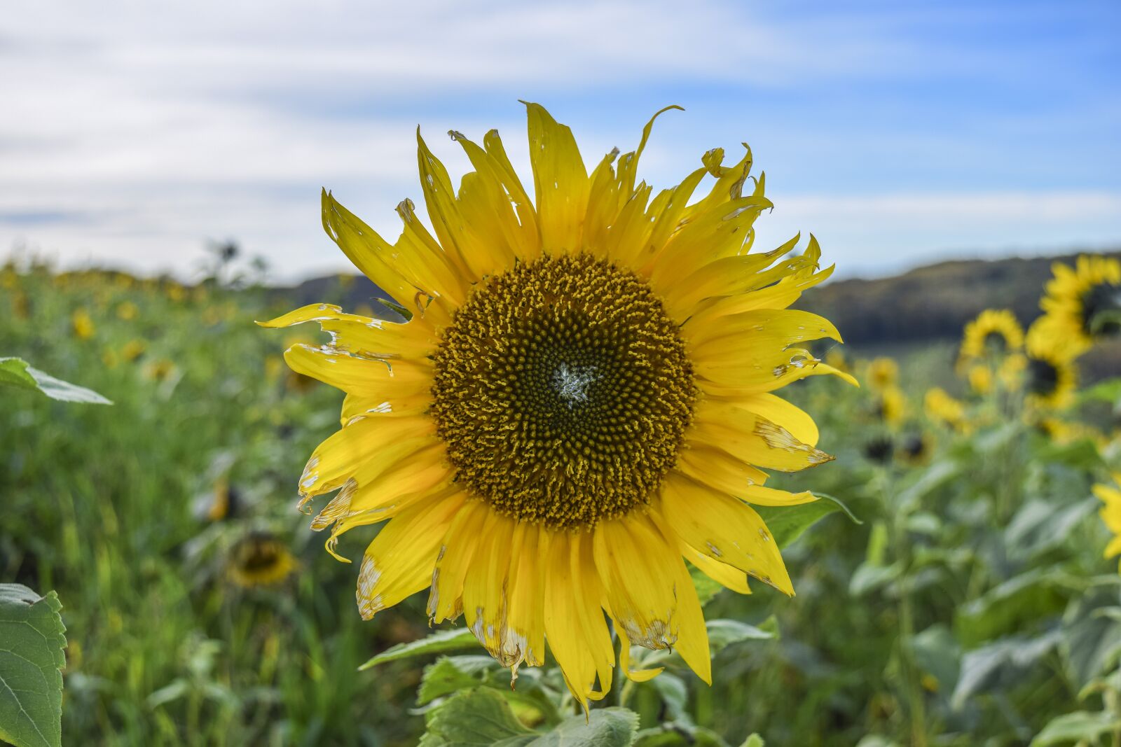 Nikon D3300 sample photo. Sunflower, flower, summer photography