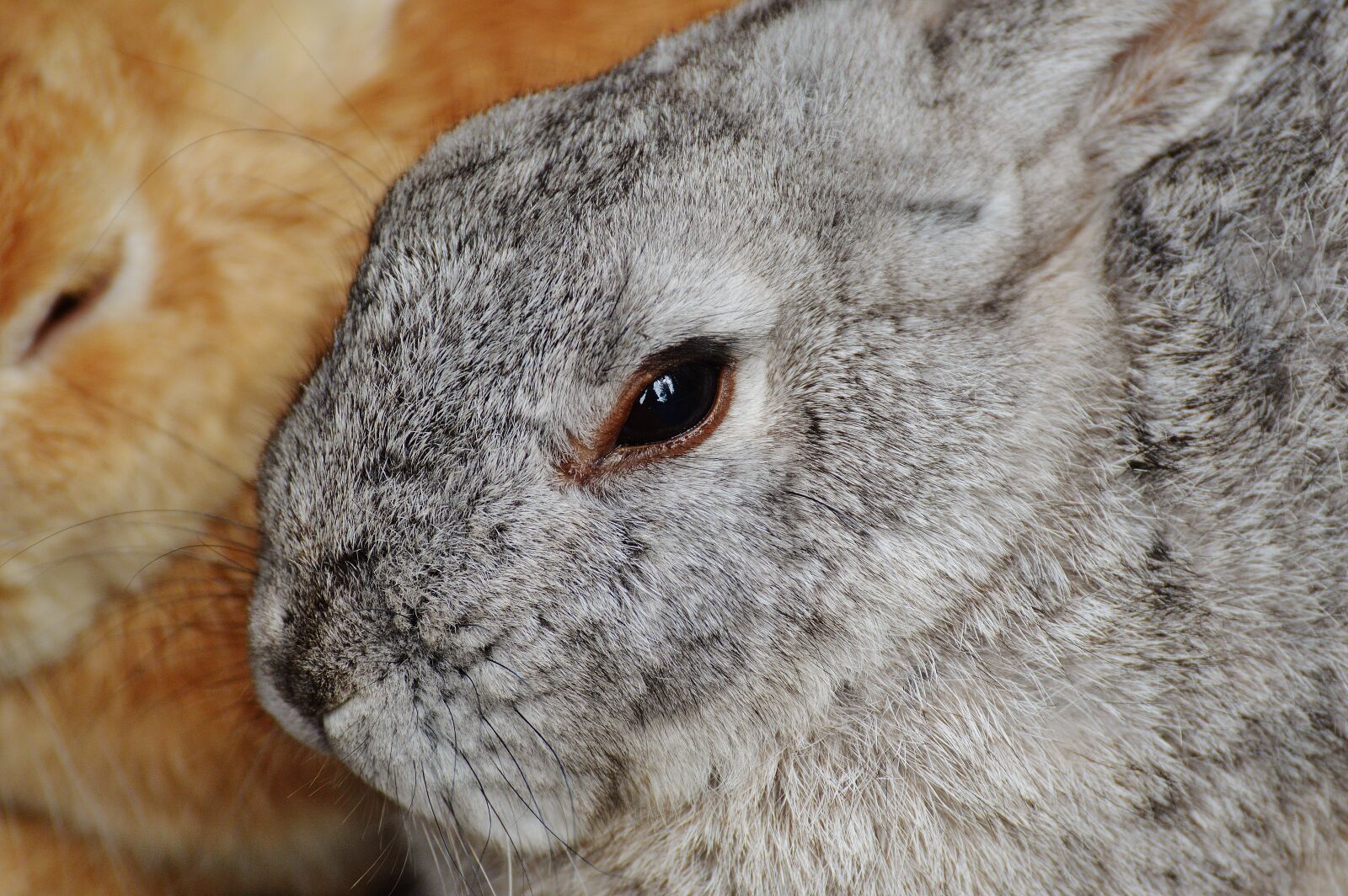 Nikon D3200 sample photo. Rabbit, wildpark poing, hare photography