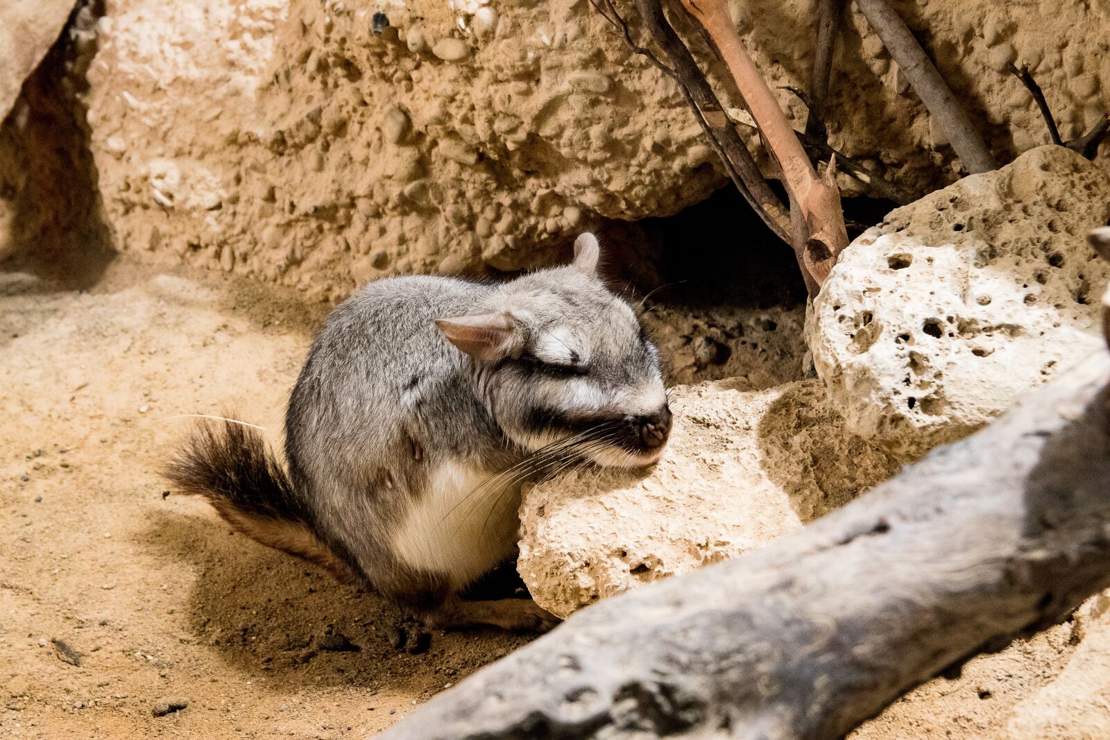 Canon EOS 80D sample photo. Viscacha, plains viscacha, animal photography