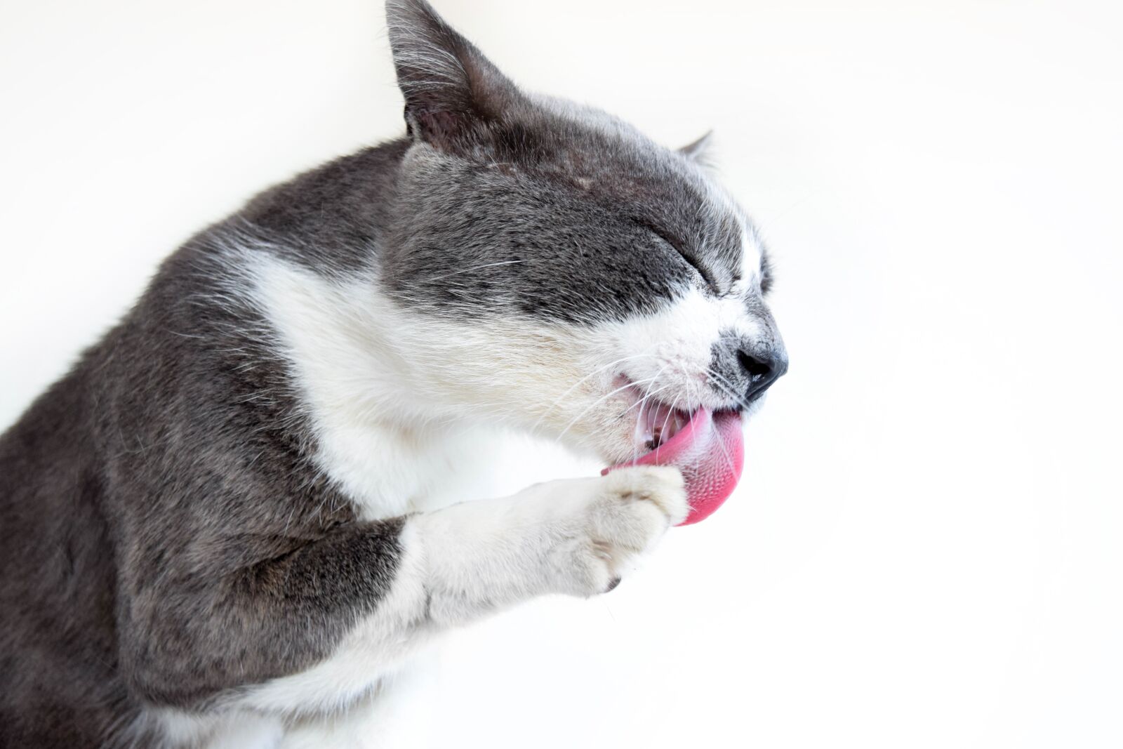 Nikon D5300 sample photo. Cat, animal, portrait photography