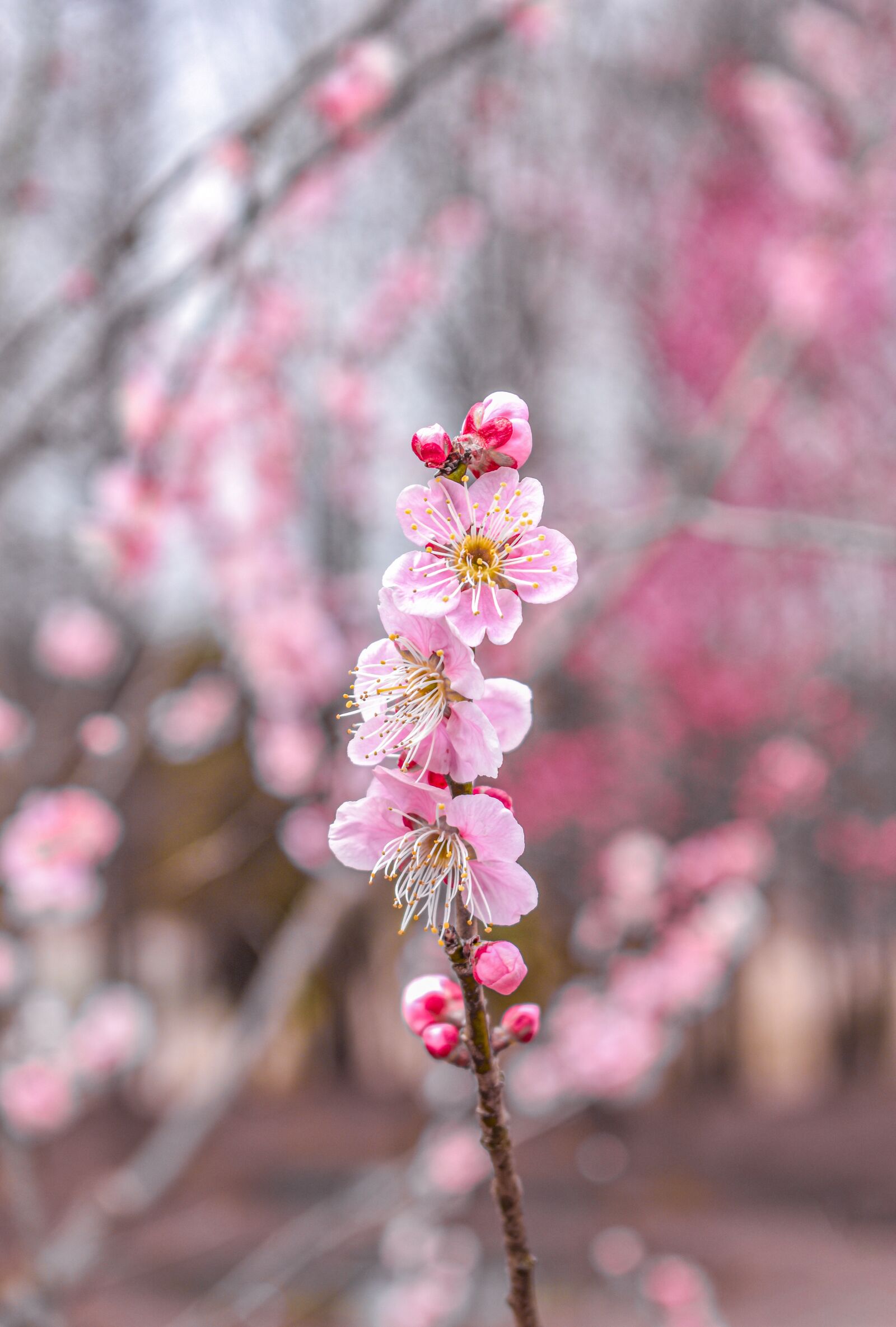 Nikon D3400 sample photo. Flower, branch, spring photography