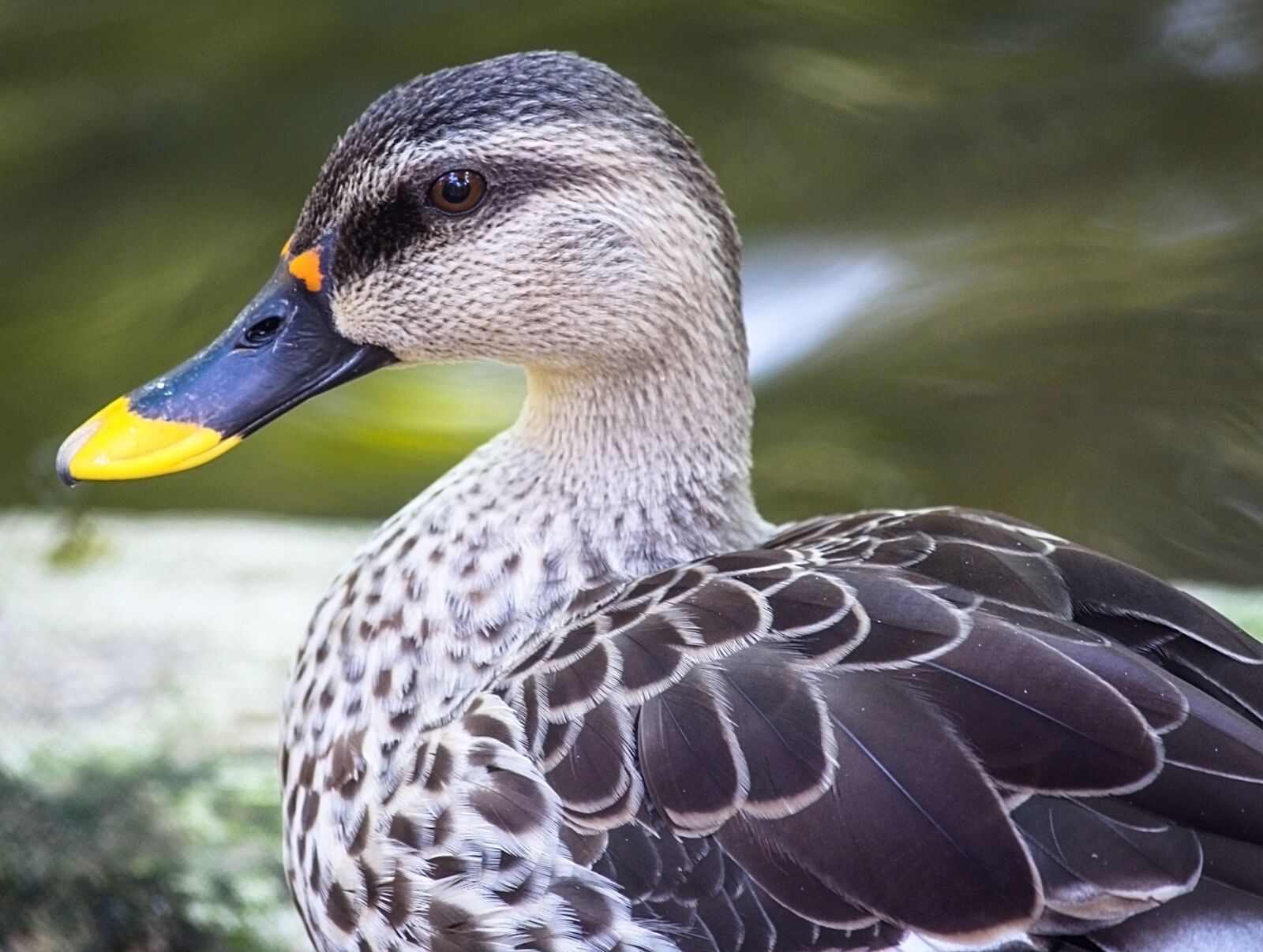 Canon EOS 700D (EOS Rebel T5i / EOS Kiss X7i) + Canon EF-S 55-250mm F4-5.6 IS II sample photo. Duck, nature, bird photography