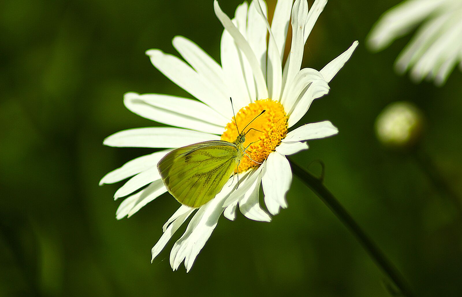 Canon EOS 650D (EOS Rebel T4i / EOS Kiss X6i) sample photo. Flower, butterfly, macro photography