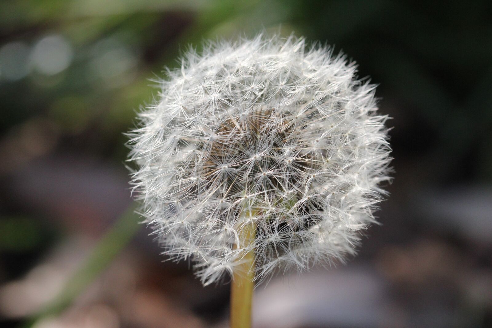 Canon EOS 550D (EOS Rebel T2i / EOS Kiss X4) sample photo. Dandelion, plant, nature photography
