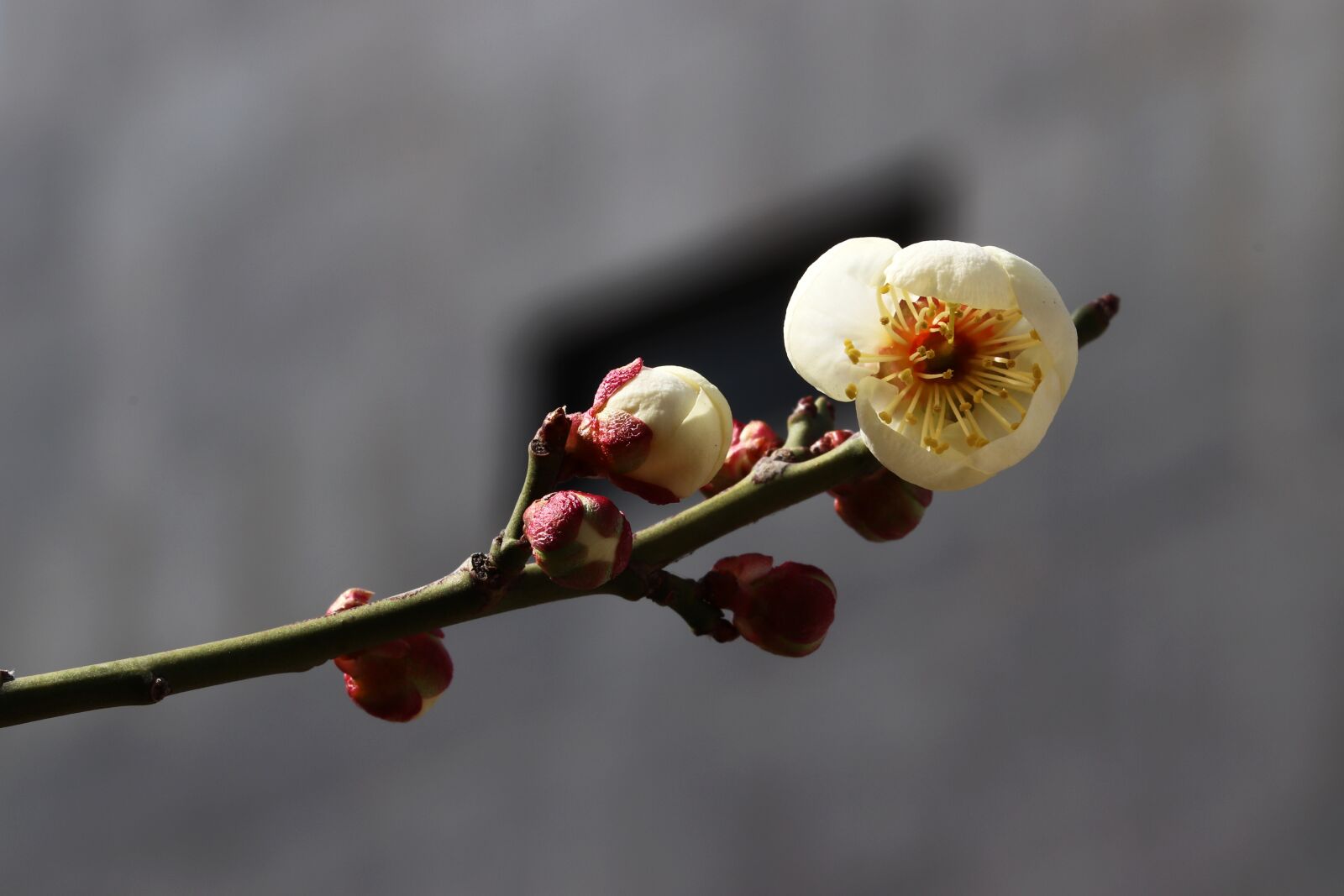 Canon EOS 800D (EOS Rebel T7i / EOS Kiss X9i) sample photo. Spring, spring flowers, nature photography