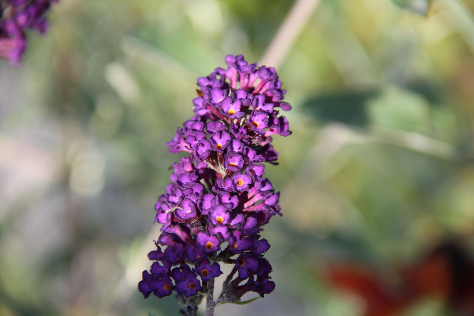 Canon EOS 550D (EOS Rebel T2i / EOS Kiss X4) sample photo. Summer lilac, inflorescence, purple photography