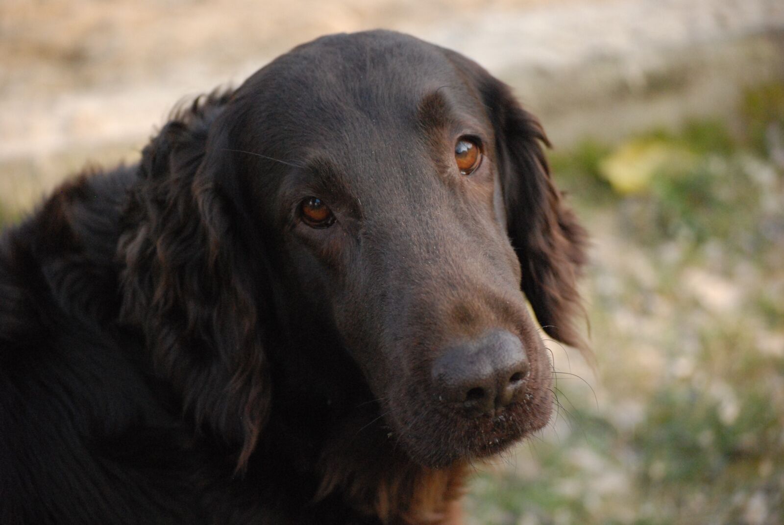 Nikon D80 sample photo. Dog, domestic dog, pet photography