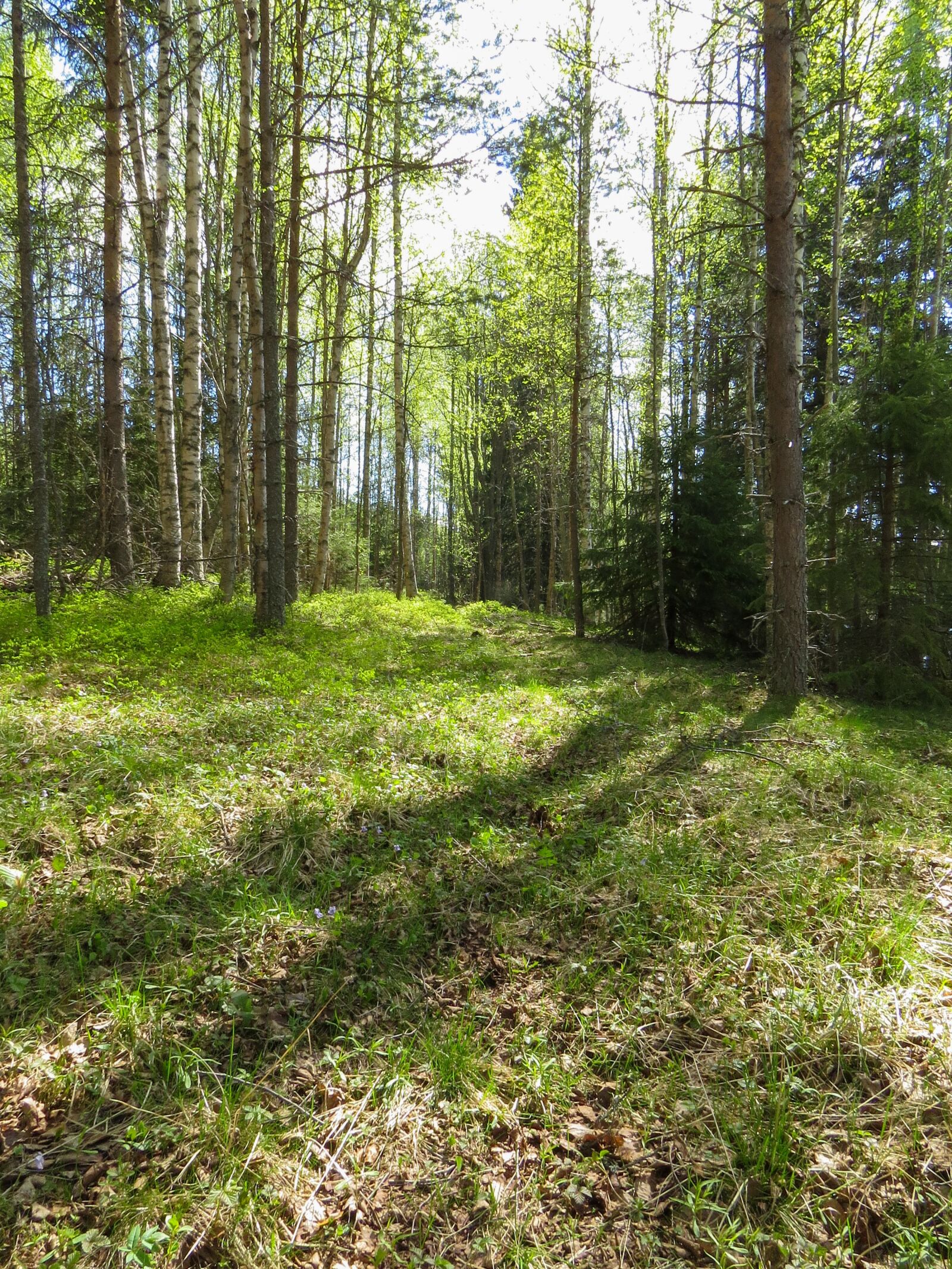 Canon PowerShot SX50 HS sample photo. Spring, sun, forest photography