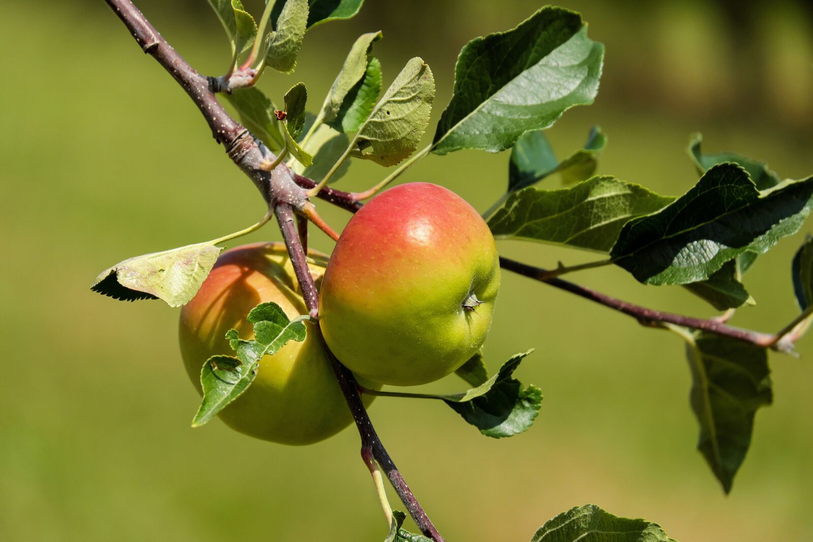 Fujifilm X-T10 + Fujifilm XC 50-230mm F4.5-6.7 OIS sample photo. Apple, fruit, fruits photography