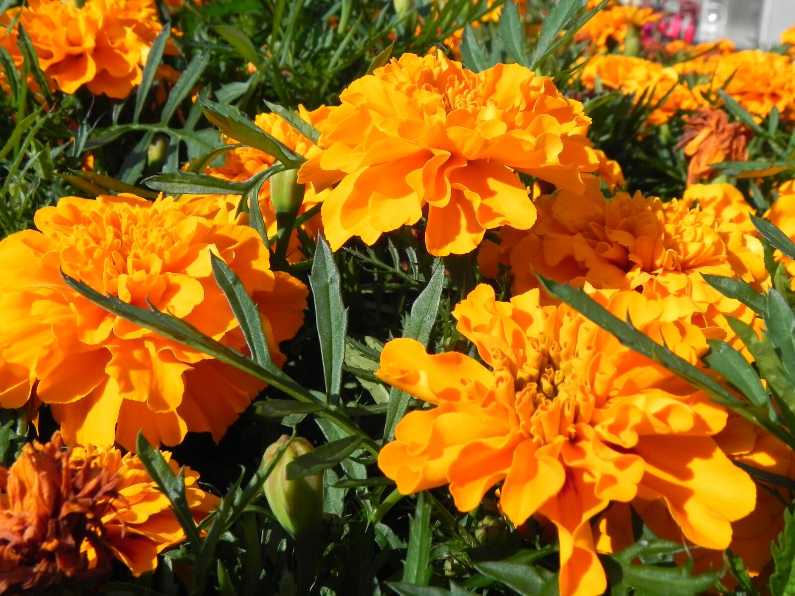 Nikon Coolpix P100 sample photo. Orange, flowers, blossom photography