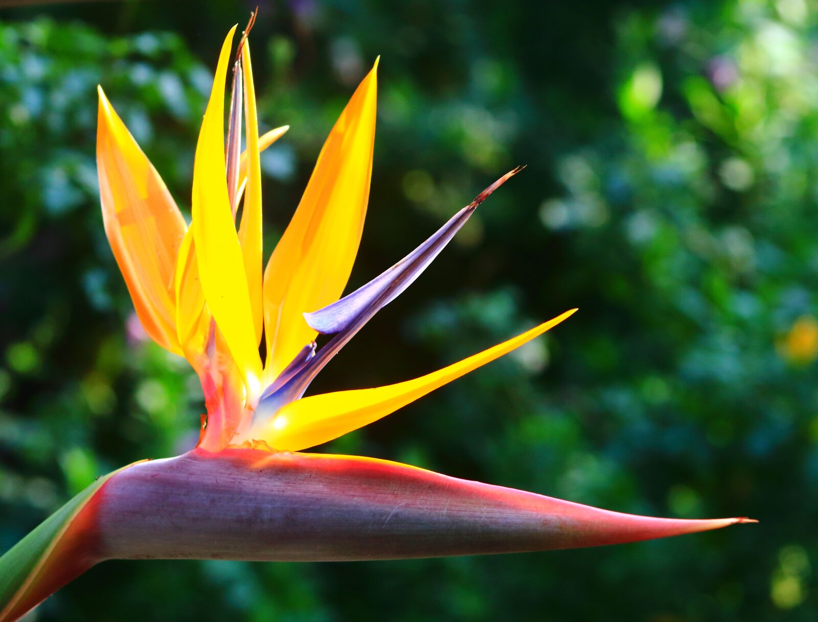 Canon EF75-300mm f/4-5.6 sample photo. Strelitzia, nature, summer photography