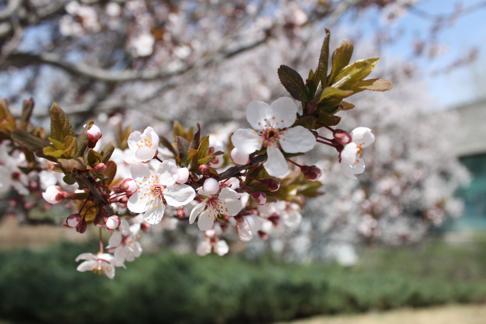 Canon EOS 500D (EOS Rebel T1i / EOS Kiss X3) sample photo. Spring, flower, the pods photography