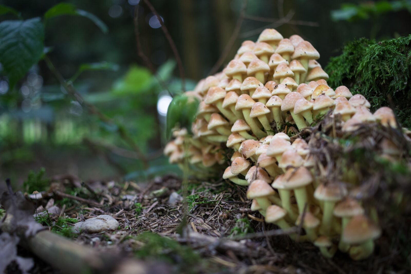 Canon EOS 80D sample photo. Forest, mushrooms, autumn photography