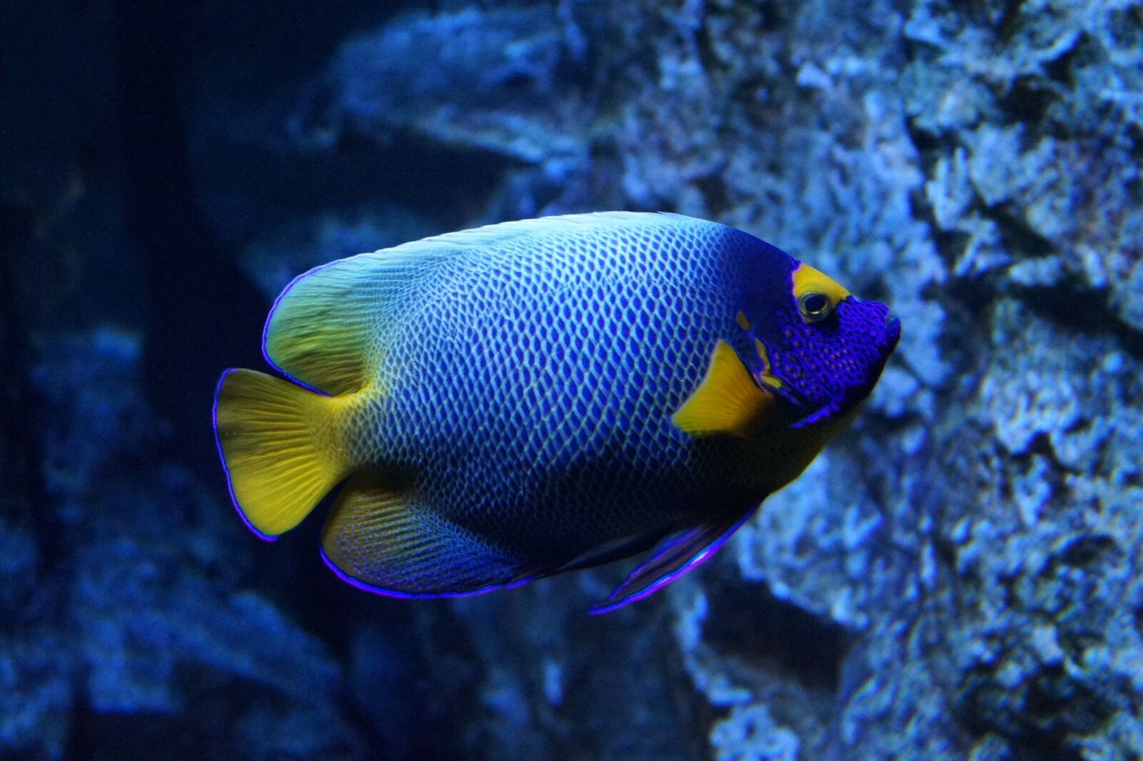 Sony DT 18-55mm F3.5-5.6 SAM II sample photo. Blue, yellow, fish photography