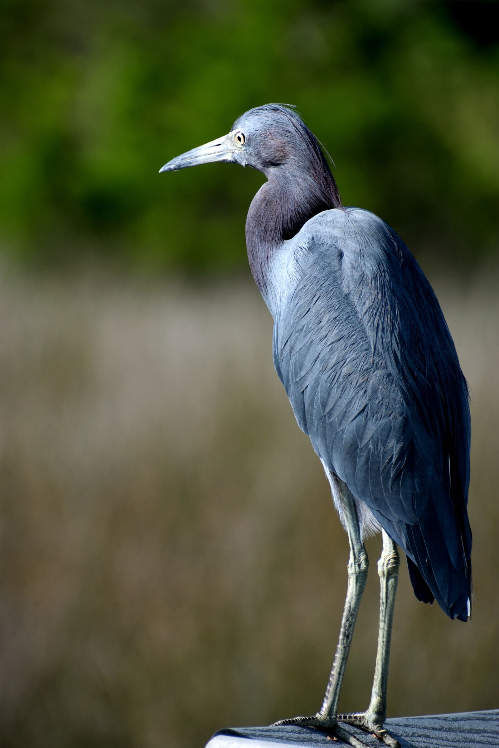 Nikon D3300 sample photo. Blue egret, wildlife, nature photography