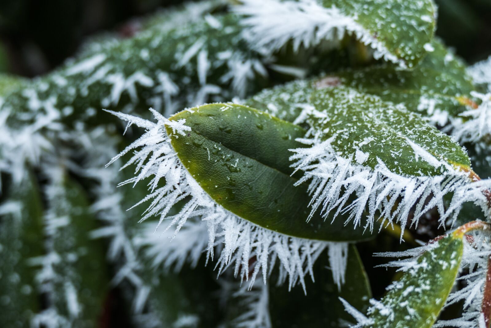 Panasonic Lumix DMC-FZ1000 sample photo. Winter, frost, nature photography