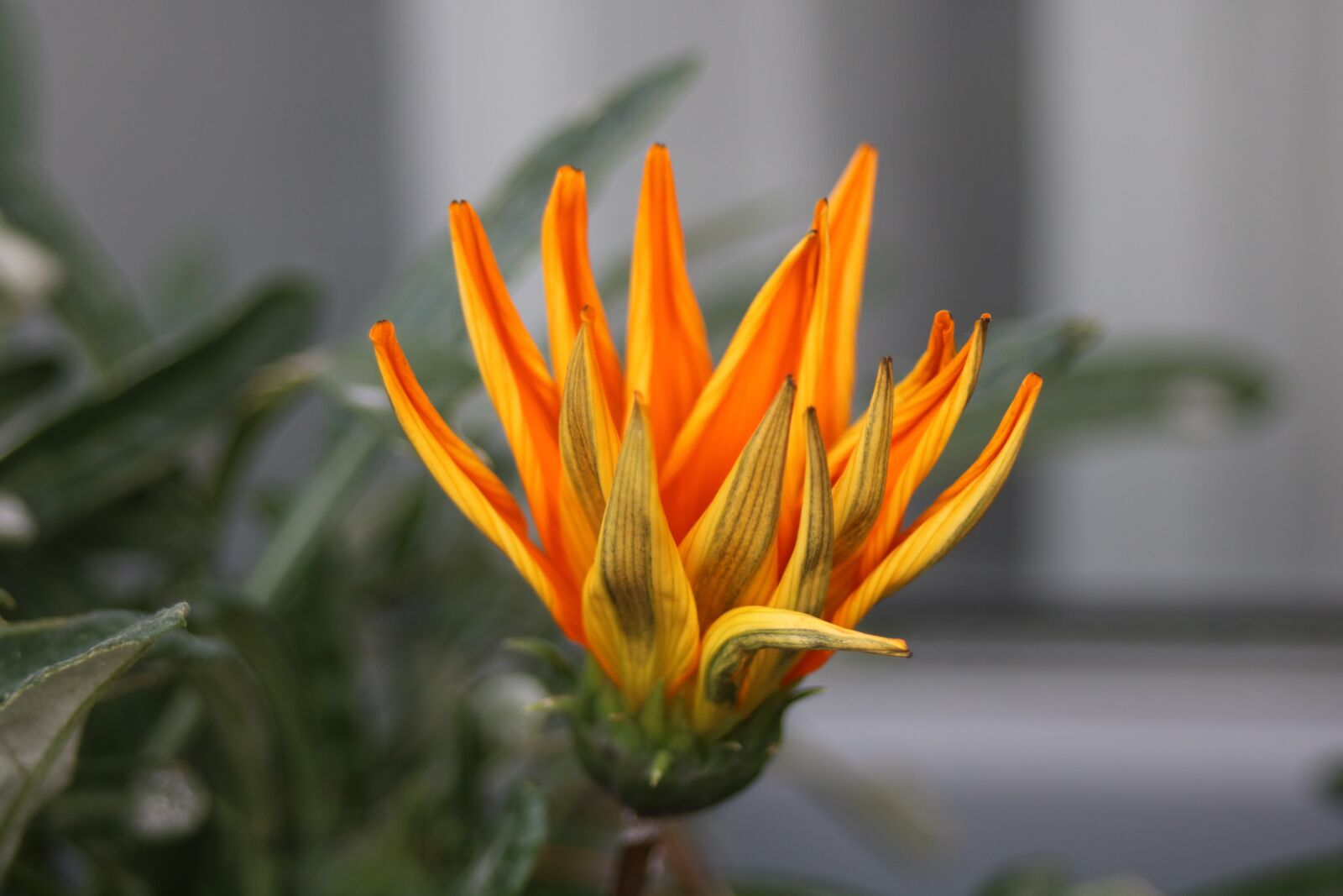 Canon EF 28-80mm f/3.5-5.6 sample photo. Flower, nature, orange photography