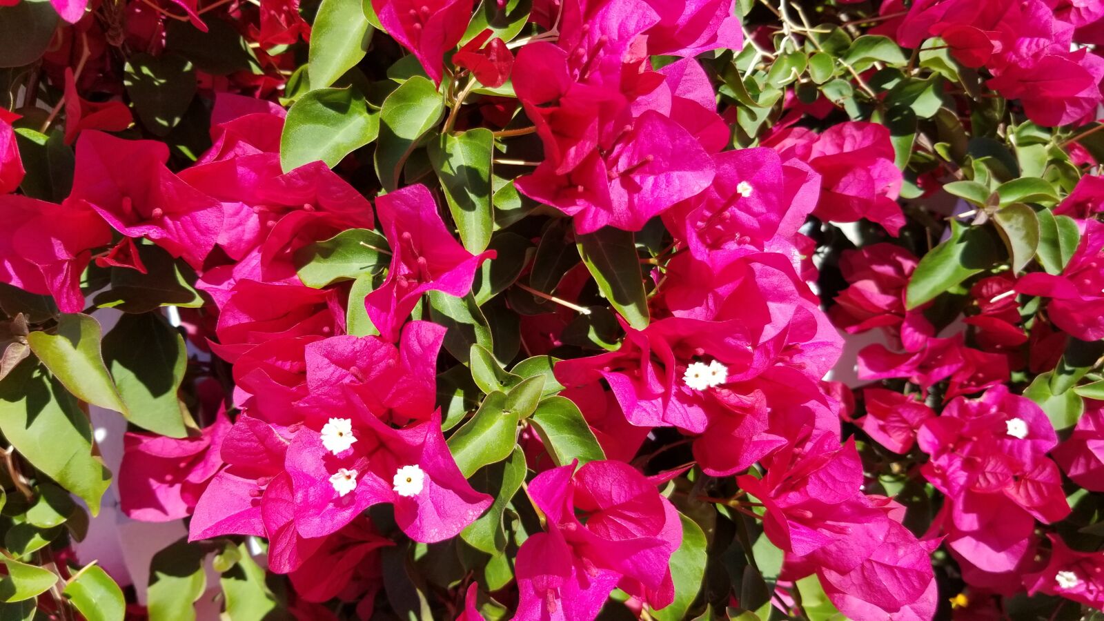 Samsung Galaxy S8 sample photo. Bougainvillea, pink flowers, lush photography