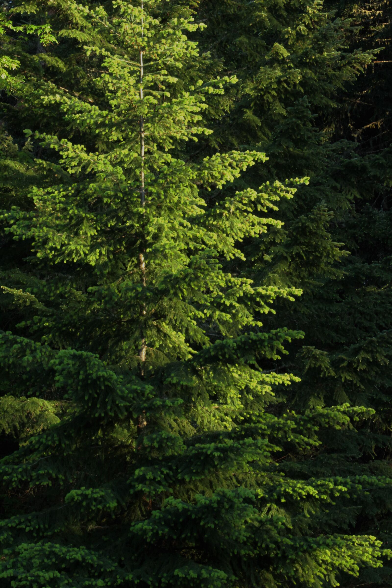 Canon EF 75-300mm f/4-5.6 sample photo