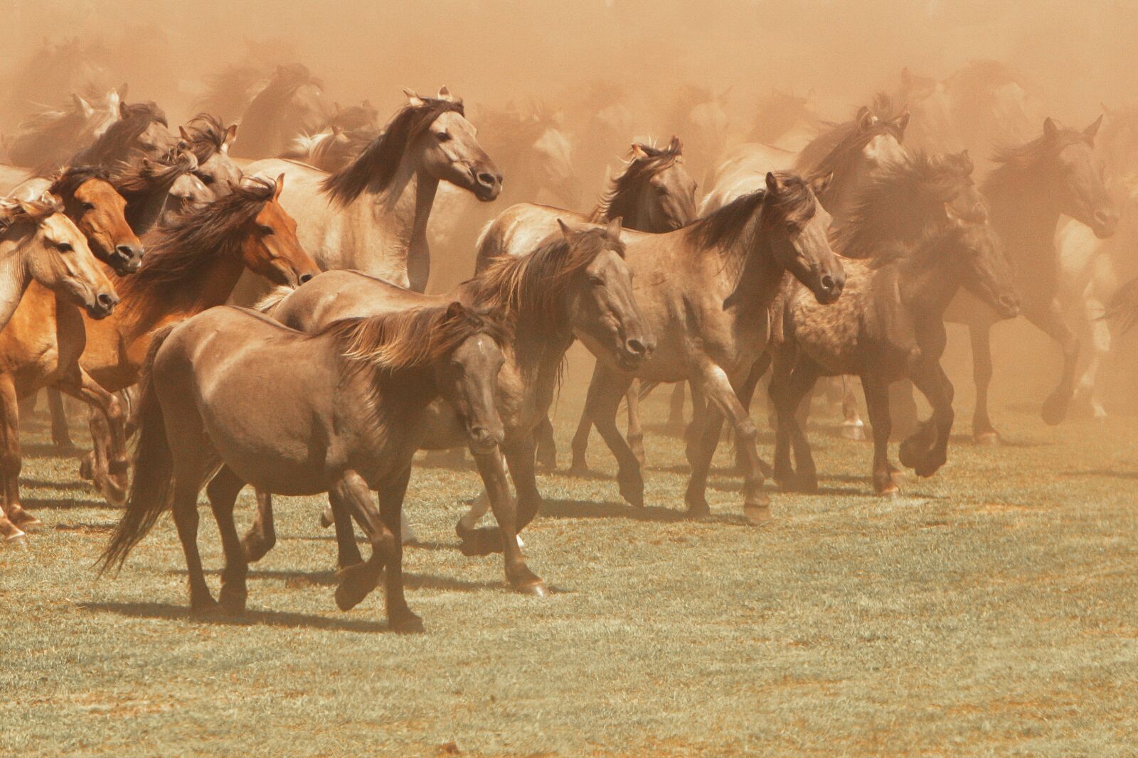 Canon EOS D60 sample photo. Horse, wild horse, nature photography