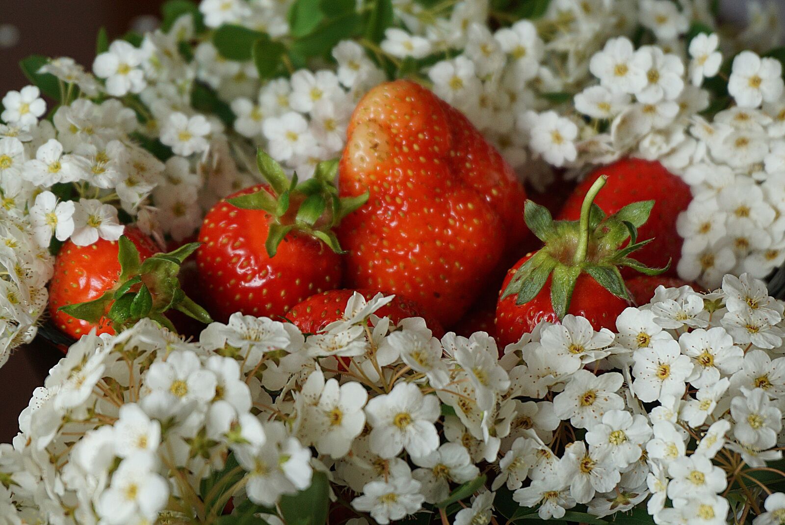 Sony a6000 sample photo. Strawberry ripe, red, white photography