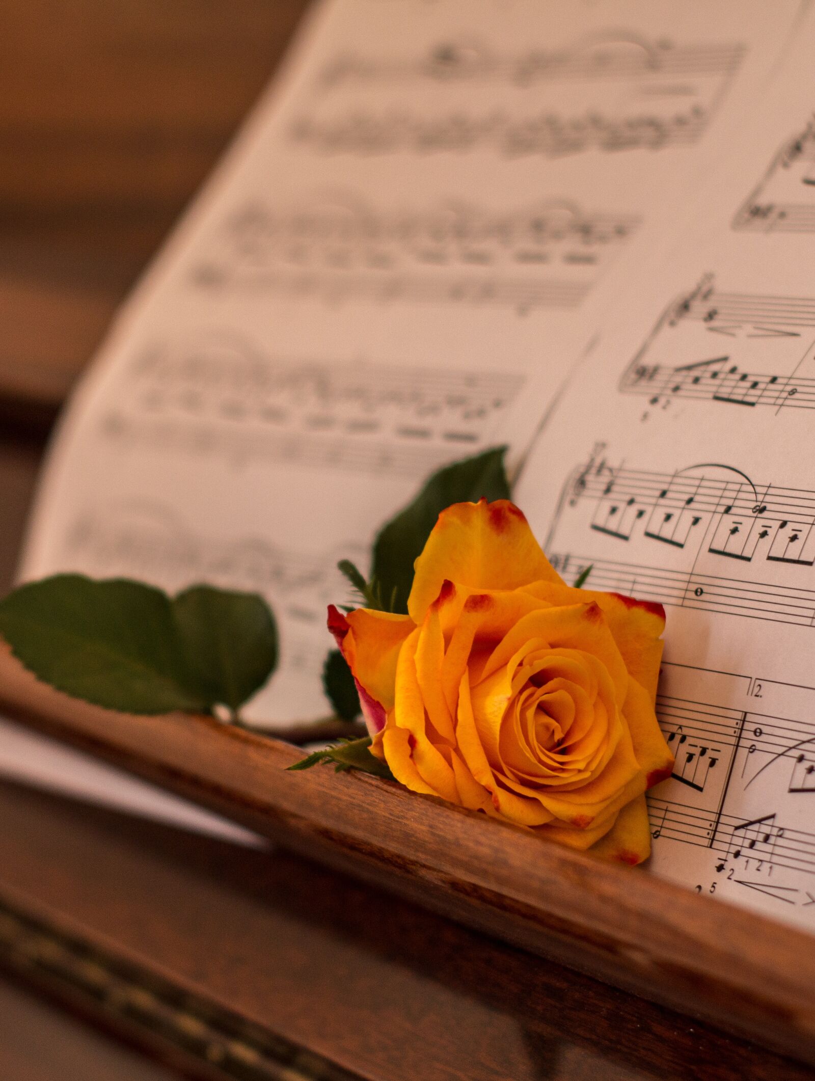 Canon EOS 70D sample photo. Rose, orange, piano photography