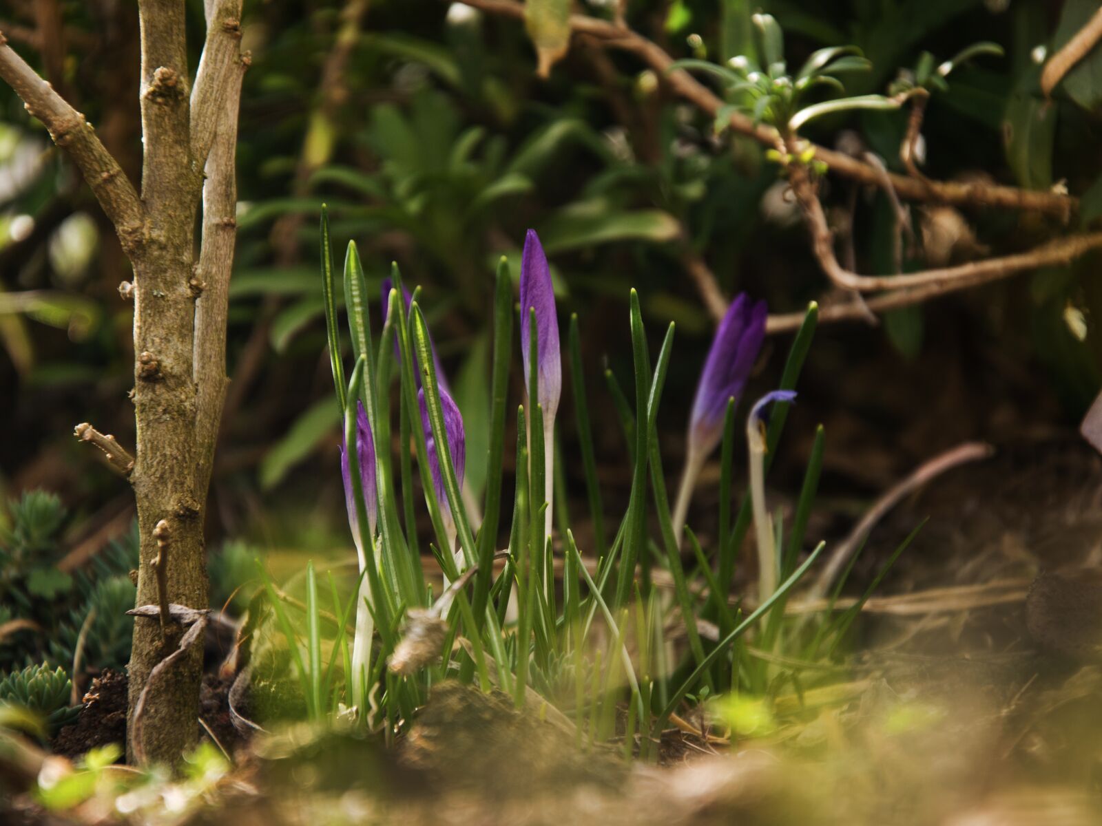 Nikon D5300 sample photo. Crocus, flower, nature photography