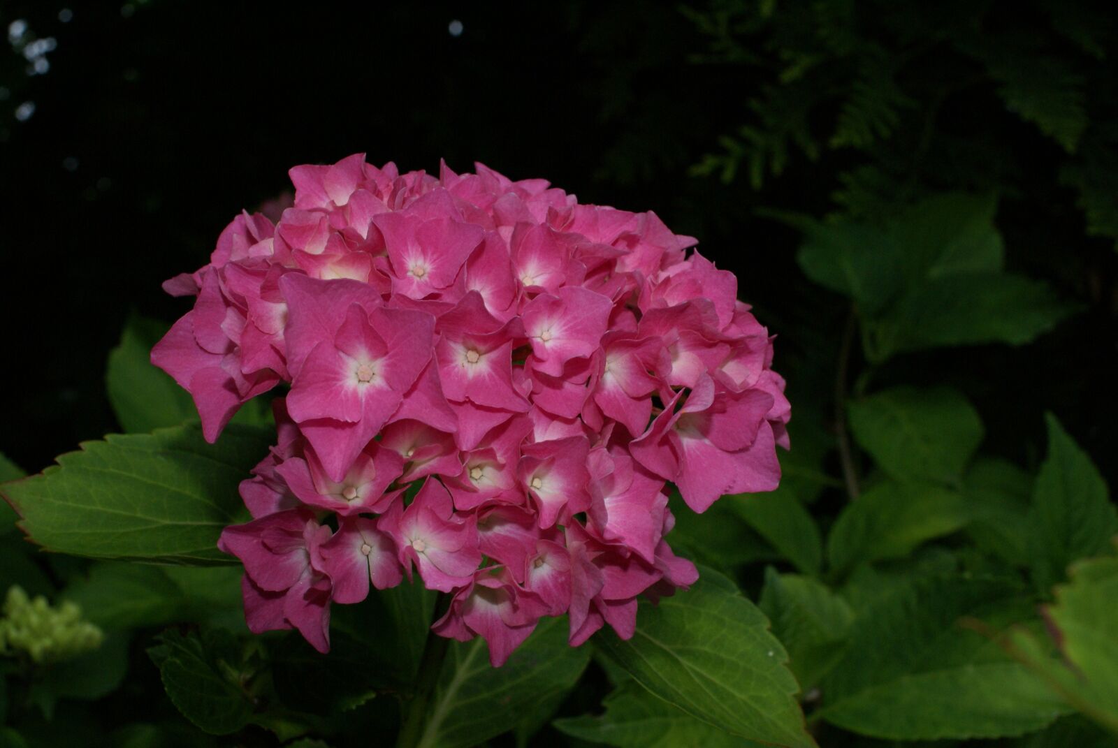 Sony Alpha DSLR-A100 sample photo. Flower, plant, flower garden photography