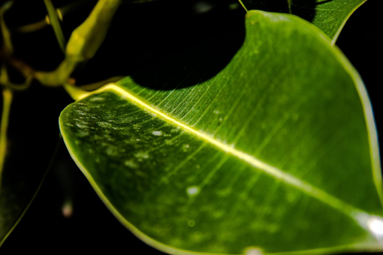 Canon EF-S 17-85mm F4-5.6 IS USM sample photo. Leaf, macro, green photography