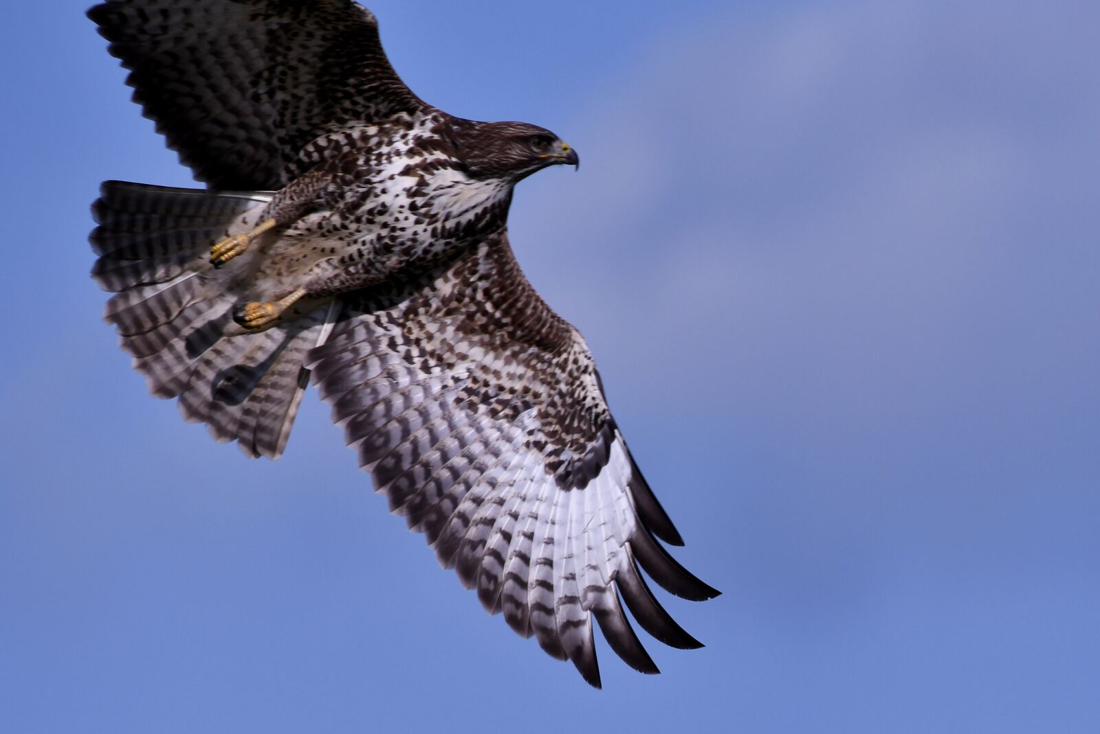 Nikon D500 sample photo. Common buzzard, bird of photography