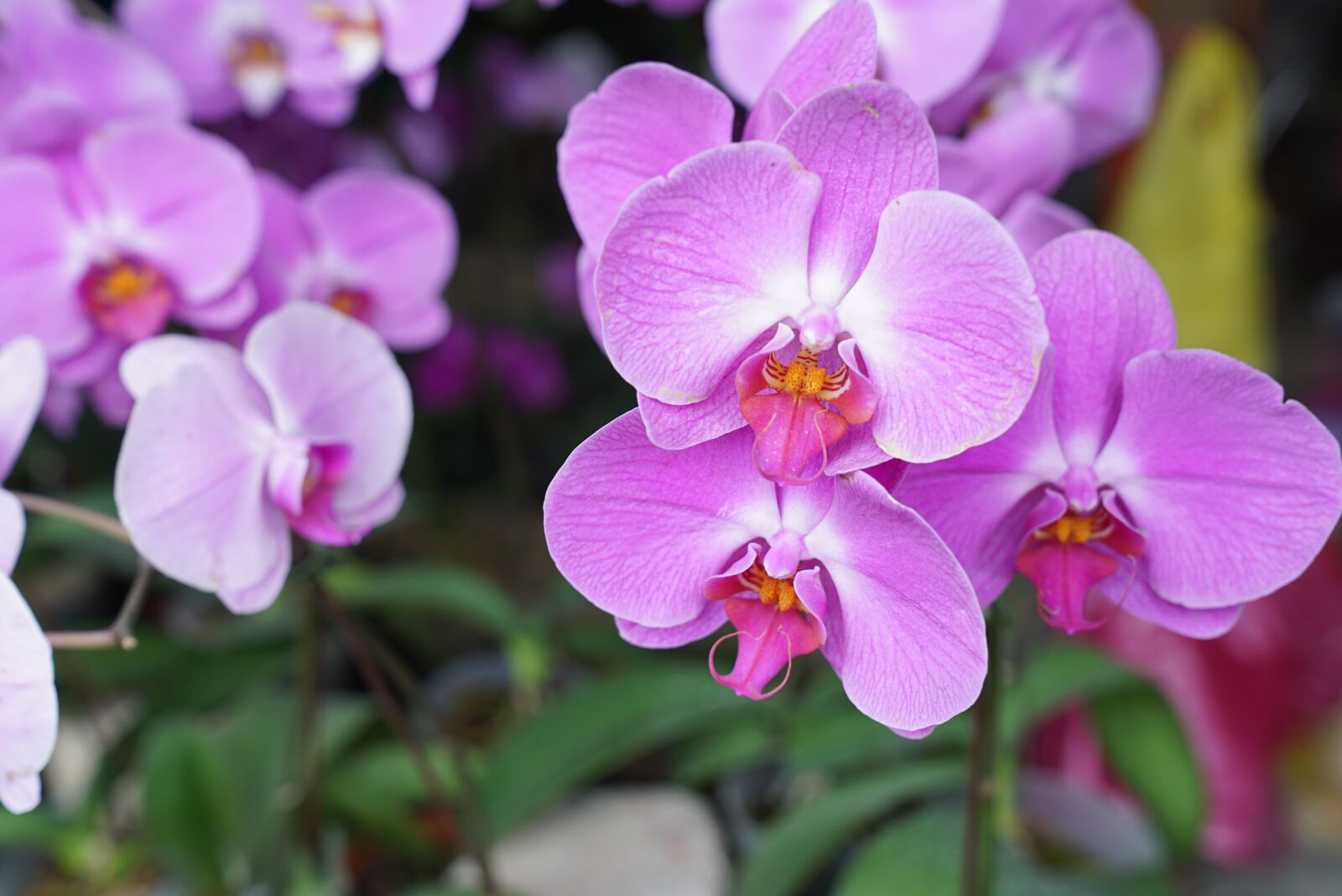 Sony a7S + Sony FE 24-70mm F2.8 GM sample photo. Orchids, tropical, floral photography