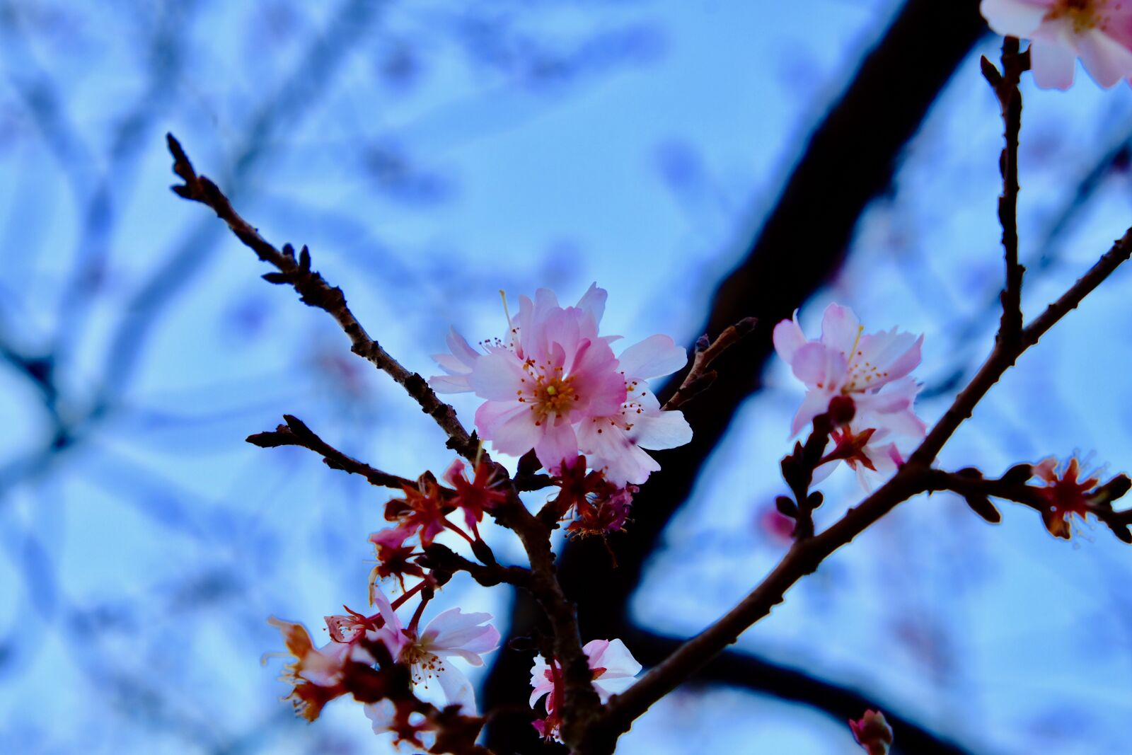 Fujifilm X-T10 sample photo. Tree, flower, branch photography